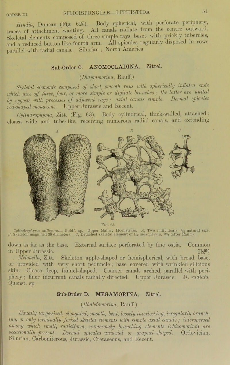 Hindia, Duncan (Fig. 62b). Body spherical, with perforate periphery, traces of attachment wanting. All canals radiate from the centre outward. Skeletal elements composed of three simple rays beset with priekly tubercles, and a reduced button-like fourth arm. All spicules regularly disposed in rows parallel with radial canals. Silurian ; North America. Sub-Order C. ANOMOCLADINA. Zittel. (Didymmorina, Rauff.) Skeletal elements composed of slwrt, smooth rays with splierically inflated ends whicli give off three, four, or more simple or digitate branches ; the latter are United by zygosis with processes of adjacent rays; axial canals simple. Dermal spicules rocl-shaped monaxons. Upper Jurassic and Recent. Cylindrophyma, Zitt. (Fig. 63). Body cylindrical, thick-walled, attached ; cloaca wide and tube-like, receiving numerous radial canals, and extending b c Fig. 63. Cylindrophyma milleporata, GoUlf, sp. Upper Malm; Hochsträss. A, Two individuals, i/.j natural size. B, Skeleton magnifled 30 diameters. C, Detached skeletal element of Cylindrophyma, 6«/i (after Rautf). down as far as the base. External surface perforatecl by fine ostia. Common in Upper Jurassic. 2 b!C9 Melonella, Zitt. Skeleton apple-shaped or hemispherical, with broad base, or provided with very short peduncle; base covered with wrinkled silicious skin. Cloaca deep, funnel-shaped. Coarser canals arched, parallel with peri- phery; finer incurrent canals radially directed. Upper Jurassic. M. radiata, Q.uenst. sp. Sub-Order D. MEGAMORINA. Zittel. (Ehabdomorina, Rauff.) Usually large-sized, elongated, smooth, bent, loosely interlocking, irregularly branch- ing, or only terminally forked skeletal elements with simple axial canals; interspersecl among whicli small, racliciform, numerously branching elements (rhizomorins) are occasionally present. Dermal spicules uniaxial or gropnel-shaped. Ordovician, Silurian, Carboniferous, Jurassic, Cretaceous, and Recent.