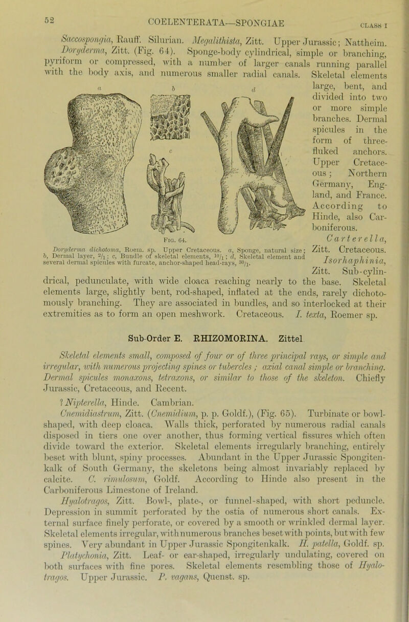 CLASS I Saccospongia, Rauf). Silurian. Megalithista, Zitt. Upper Jurassic; Nattheim. Doryderma, Zitt. (big. 64). Sponge-body cylindrical, simple or branching, pyriform or compressed, with a number of larger canals running parallel ■\vith the body axis, and numerous smaller radial canals. Skeletal elements ab d large, bent, and divided into two or more simple branehes. Dermal spicules in the form of three- fluked anchors. Upper Cretace- ous; Northern Germany, Eng- land, and France. According to Hinde, also Car- boniferous. Carter eil a% Zitt. Cretaceous. Isorhaphinia, Zitt. Sub- cylin- drical, pedunculate, with wide cloaca reaching nearly to the base. Skeletal elements large, slightly bent, rod-shaped, inflated at the ends, rarely dichoto- rnously branching. They are associated in bundles, and so interlocked at their extremities as to form an open meshwork. Cretaceous. I. texta, Roemer sp. Fig. 64. Doryderma rtichotoma, Roem. sp. Upper Cretaceous. a, Sponge, natural size; b, Dermal layer, -/,; c, Bündle of skeletal elements, ln/i; d, Skeletal element and several dermal spicules with fureate, anchor-shaped liead-rays, 30/j. Sub-Order E. RHIZOMORINA. Zittel Skeletal elements small, composed of four or of three principal raps, or simple and irregulär, vnth numerous projeding spines or tubercles ; axial canal simple or branching. Dermal spicules monaxons, tetraxons, or similar to those of the skeleton. Chiefly Jurassic, Cretaceous, and Recent. 1 Nipterella, Hinde. Cambrian. Cnemüliastrum, Zitt. (Cnemidium, p. p. Goldf.), (Fig. 65). Turbinate or bowl- shaped, with deep cloaca. Walls thick, perforated by numerous radial canals disposcd in tiers one over another, thus forming vertical fissures which often divide toward the extcrior. Skeletal elements irregularly branching, entirely beset with blunt, spiny processes. Abundant in the Upper Jurassic Spongiten- kalk of South Germany, the skeletons being almost invariably replaced by calcite. C. rimulosum, Goldf. According to Hinde also present in the Carboniferous Limestone of Ireland. Hyalotragos, Zitt. Bowl-, plate-, or funnel-shaped, with short peduncle. Depression in summit perforated by the ostia of numerous short canals. Ex- ternal surface finely perforate, or covered by a smooth or wrinkled dermal layer. Skeletal elements irregulär, with numerous branehes beset with points, but with few spines. Very abundant in Upper Jurassic Spongitenkalk. II. patella, Goldf. sp. Platychonia, Zitt. Leaf- or ear-shaped, irregularly undulating, covered on both surfaces with fine pores. Skeletal elements resembling those of Hyalo- tragos. Upper Jurassic. P. vagans, Quenst. sp.