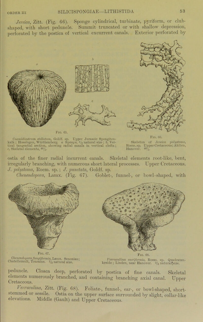 Jereica, Zitt. (Fig. 66). Sponge cylindrical, turbinate, pyriform, or club- shaped, with short peduncle. Sunimit truncated or with shallow depression, perforated by the postica of vertical excurrent canals. Exterior perforated by Fio. G5. Cnemidiastrum slcllatinn, Goldf. sp. Upper Jurasslc Spongiten- kalk ; Hossingen, Württemberg, a Sponge, 1 /o natural size ; b, Ver- tical tangential section, sliowing radial canals in vertical clefts; c, Skeletal elements, Bnh. Fio. 00. Skeleton of Jereica polystirma, Roem.sp. UpperCretaceous; Ahlten, Hanover. w/p ostia of the fixier radial incurrent canals. Skeletal elements root-like, bent, irregularly branching, with numerous short lateral processes. Upper Cretaceous. J. polystoma, Eoem. sp. ; J. punctata, Goldf. sp. Chenendopora, Larnx. (Fig. 67). Goblet-, funnel-, or bowl-shaped, with Fig. 07. Chenenduuomfungiformis, Larnx. Senonian: Clintellerault, Touraine. i/3 natural size. Fio. OS. Verrumdina auriformU, Roem. sp. Quadraten- kreide ; Linden, near Hanover. 2/3 naturaRsize. peduncle. Cloaca deep, perforated by postica of fine canals. Skeletal elements numerously branched, and containing branching axial canal. Upper Cretaceous. Verruculina, Zitt. (Fig. 68). Foliate-, funnel-, ear-, or bowl-shaped, short- stemmed or sessile. Ostia on the upper surface surrounded by sliglit, collar-like elevations. Middle (Gault) and Upper Cretaceous.