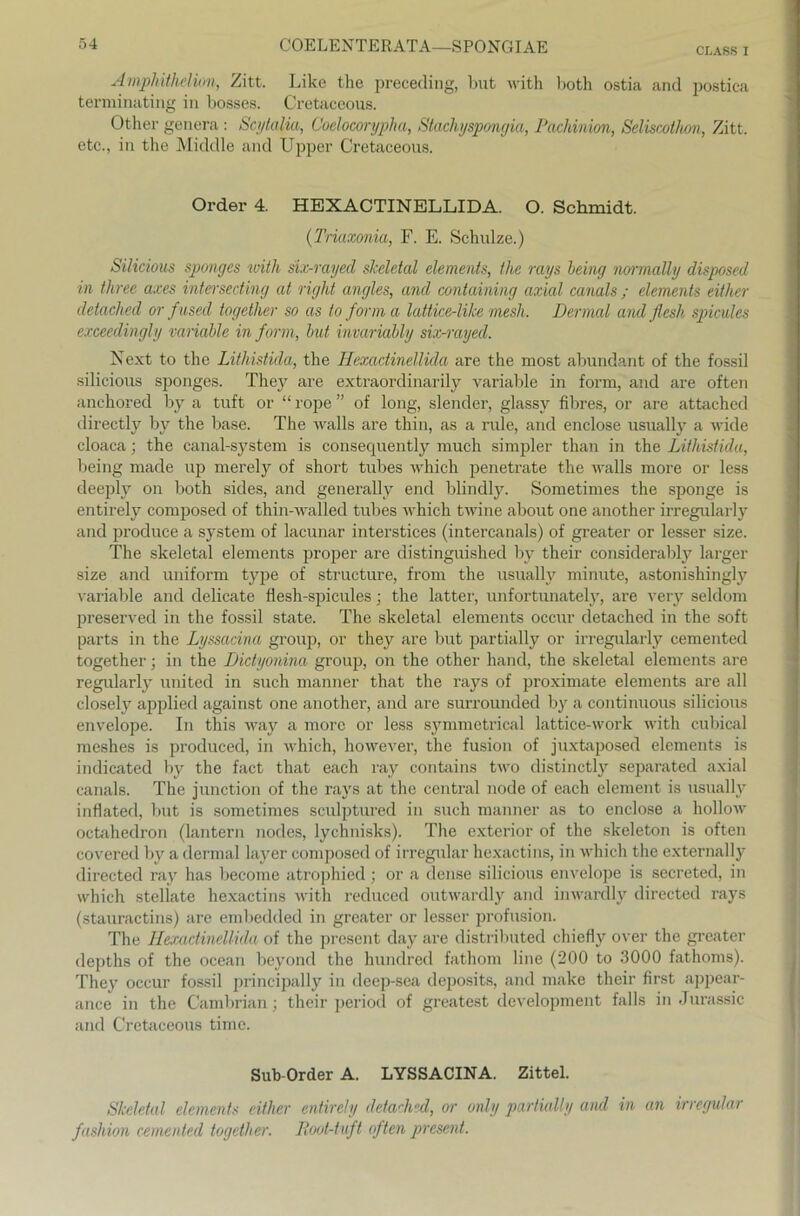 CLASS I Ampliithelion, Zitt. Like the preceding, lmt with hoth ostia and postica terminating in bosses. Cretaceous. Other genera: Scytalia, Coelocorypha, Stachyspongia, Pachinion, Seliscolhon, Zitt. etc., in the Middle and Upper Cretaceous. Order 4. HEXACTINELLIDA. O. Schmidt. (Triaxonia, F. E. Schulze.) Silicious sponges with six-rayed skeletal elements, the rays being normally disposed in three axes intersecting at right angles, and containing axial canals ; elements either detached or fused together so as to form a lattice-like mesh. Dermal and flesh spicules exceedingly variable in form, but invariably six-rayed. Next to the Lithistida, the Hexactinellida are the most abundant of the fossil silicious sponges. They are extraordinarily variable in form, and are often anchored by a tuft or “ rope ” of long, slender, glassy fibres, or are attached directly by the base. The walls are thin, as a rule, and enclose usually a wide cloaca; the canal-system is consequently much simpler than in the Lithistida, being made up merely of short tubes which penetrate the walls more or less deeply on both sides, and generally end blindly. Sometimes the sponge is entirely composed of thin-walled tubes which twine about one another irregularly and produce a System of lacunar interstices (intercanals) of greater or lesser size. The skeletal elements proper are distinguished by their considerably larger size and uniform type of structure, from the usually minute, astonishingly variable and delicate flesh-spicules; the latter, unfortunately, are very seldom preserved in the fossil state. The skeletal elements occur detached in the soft parts in the Lyssacina group, or they are but partially or irregularly cemented together; in the Dictyonina group, on the other hand, the skeletal elements are regularly united in such manner that the rays of proximate elements are all closely applied against one another, and are surrounded by a continuous silicious envelope. In this way a more or less symmetrical lattice-worlc with cubical meshes is produced, in which, however, the fusion of juxtaposed elements is indicated by the fact that each ray contains two distinctly separated axial canals. The junction of the rays at the central node of each element is usually inflated, but is sometimes sculptured in such manner as to enclose a hollow octahedron (lantern nodes, lychnisks). The exterior of the skeleton is often covered by a dermal layer composed of irregulär hexactins, in which the externally directed ray has become atrophied; or a dense silicious envelope is secreted, in which steliate hexactins with reduced outwardly and inwardly directed rays (stauractins) are embedded in greater or lesser profusion. The Hexactinellida of the present day are distributed chiefly over the greater depths of the ocean beyond the hundred fathom line (200 to 3000 fathoms). They occur fossil principally in deep-sea deposits, and make their first appear- ance in the Cambrian; their period of greatest development falls in Jurassic and Cretaceous time. Sub-Order A. LYSSACINA. Zittel. Skeletal elements either entirely detached, or only partially and in an irregulär fashion cemented together. Root-tuft often present.