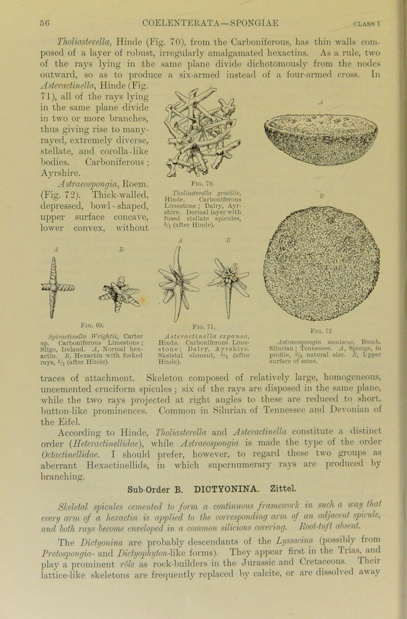 Fig. 69. Spiractinella Wrightii, Carter sp. Carboniferous Limestone; Sligo, Ireland. A, Normal hex- actin. B, Hexactin with forkcd rays, 5/i (after Hinde). Fig. 71. Asteractinclla expansa, Hinde. Carboniferous Linie- stone; Dalry, Ayrsliire. Skeletal element, 5/i (after Hinde). Fig. 72 Astraeospongia meniscus, Bunib. Silurian; Tennessee. A, Sponge, in prolile, -/s natural size. ß, iJpper surface of same. Tholiasterella, Hinde (Fig. 70), from the Carboniferous, has thin walls com- posed of a layer of robust, irregularly amalgamated hexactins. As a rulc, two of the rays lying in the same plane divide dichotomously from the nodes outward, so as to produce a six-armed instead of a four-armed cross. In Asteractinella, Hinde (Fig. 71), all of the rays lying in the same plane divide in two or more branches, thus giving rise to many- rayed, extremely diverse, stellate, and corolla-like bodies. Carboniferous; Ayrshire. Astraeospongia, Eoem. (Fig. 72). Thick-walled, depressecl, bowl - shaped, upper surface concave, lower convex, without Fig. 70. Tholiasterella, gradilis, Hinde. Carboniferous Liniestone ; Dalry, Ayr- shire. Dermal layer with fused stellate spicules, 6/l (after Hinde). traces of attachment. Skeleton composed of relatively large, homogeneous, uncemented cruciform spicules; six of the rays are disposed in the same plane, while the two raj^s projectecl at right angles to these are reduced to short, button-like prominences. Common in Silurian of Tennessee and Devonian of the Eifel. According to Hinde, Tholiasterella and Asteractinclla constitute a distinct Order (Hcteractinellidae), while Astraeospongia is made the type of the order Octaclinellidae. I should prefer, however, to regard these two groups as aberrant Hexactinellids, in which supernumerary rays are produced by branching. Sub-Order B. DICTYONINA. Zittel. Slceletal spicules cemented to form a conünuous framework in such a wag that every arm of a hexactin is applied to the corresponding arm of an adjacent spicule, and hoth rays hecome enveloped in a common silicious covering. Root-tuft absent. The Dictyonina are probably descendants of the Lyssacina (possibly from Protospongia- and Dictyophyton-lilce forms). They appear first in the Trias, and play a prominent röle as rock-builders in the Jurassic and Cretaceous. Theii lattice-like skeletons are frequently replaced by calcite, or are dissohed atvay