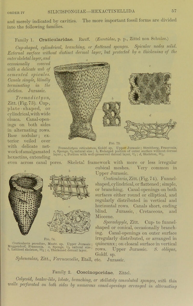 and merely indicated by cavities. The more important fossil forms are divided into the following families. Family 1. Craticularidae. Rautf. (Euretidae, p. p., Zittel non Schulze.) Cup-shaped, cylindrical, branching, or flattened sponges. Spicular nodes solid. External surface without distinct dermal layer, but protected by a thickening of the outer skeletal layer, and a occasionally covered with a delicate web of cemented spicules. Canals simple, blindly texminating in the skeleton. Jurassic. Tremadicty on, Zitt. (Fig. 73). Cup-, plate-shaped, or cylindrical, with wide cloaca. Canal-open- ines on both sides O in alternating rows. Base nodular; ex- terior veiled over with delicate net- work of amalgamated hexactins, extending even across canal pores Fio. 73. Tremadidyon reticulatvm, Golilf. sp. Upper Jurassic; Streitberg, Francoma. a, Sponge, -Ir, natural size; b, Eularged portion of outer surface without dermal layer; e, Portion with well-preservea dermal layer, 3h ; d, Skeleton, 12/j. irregulär Skeletal framework with more or less cubical meshes. Yery common in Upper Jurassic. Craticularia, Zitt. (Fig. 74). Funnel- shaped, cylindrical, or flattened; simple, or branching. Canal-openings on both surfaces either round or elliptical, and regularly distributed in vertical and c horizontal rows. Canals short, ending blind. Jurassic, Cretaceous, and Miocene. Sporadopyle, Zitt. Cup- to funnel- shaped or conical, occasionally branch- ing. Canal-openings on outer surface irregularly distributed, or arranged in Upper Jurassic; quincunx; on cloacal surface in vertical i/:! natural size; rows Upper Jurassic. S. obliqua, Goldf. sp. Sphenaulax, Zitt., Verrucocoelia, Etall, etc. Jurassic. Fio. 71. Craticularia paradoxa, Mnstr. sp. Sponge Müggendorf, Franconia. b, Latticed skeleton, l-'/j ; c, Thickened dermal layer Family 2. Coscinoporidae. Zittel. Calycoid, beaker-like, lobate, branching, or stellately convoluted sponges, with thin walls perforated on both sides by numerous canal-openings arranged in alternating