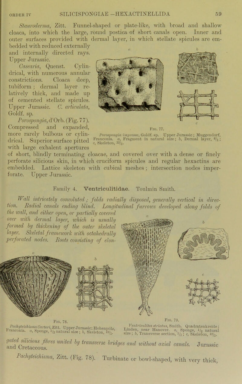 Stauroderma, Zitt. Funnel-shaped or plate-like, vvith broad and shallow cloaca, into which the large, round postica of short canals open. Inner and outer surfaces provided with dermal layer, in which stellate spicules are ern- bcdded with reduced externally and internally directed rays. Upper Jurassic. Casearia, Quenst. Cylin- drical, with numerous annular constrictions. Cloaca deep, tubiform ; dermal layer re- latively thick, and made up of cernented stellate spicules. Upper Jurassic. C. articulata, Goldf. sp. Porospongia, d’Orb. (Fig. 77). Compressed and expanded, more rarelv bulbous or cylin- drical. Superior surface pittecl with large exhalent apertures of short, blindly terminating cloacae, and covered over with a dense or finely perforate silicious skin, in which cruciform spicules and regulär hexactins are embedded. Lattice skeleton with cubical meshes; intersection nodes imper- forate. Upper Jurassic. Fig. 77. Porosjmigui imprcssa, Goldf. sp. Upper Jurassic; Müggendorf, Franconia. a, Fragment in natural size; b, Dermal layer, #/i; c, Skeleton, i*/j. Family 4. Ventriculitidae. Toulmin Smith. JFall intricately convoluted; folds radially disposed, generally vertical in direc- tion. Radial canals ending blind. Longitudinal fnrrows developed along folds of the wall, and eitlier open, or partially covered over with dermal layer, which is usually fonned by thickening of the outer skeletal layer. Skeletal framework with octahedrally perforated nodes. Roofs consisting of elon- (l Fig. 78. Carteri Zitt. Upper Jurassic; Hohenpö I rancoma. o, Sponge, i/2 natural size ; 6, Skeleton, b/j Fig. 79. Vcntriculites striatus, Smitli. Quadratenkreide; Linden, near Hanover. n, Sponge, t/2 natural size; 6, Transverse section, t/j ; c, Skeleton, 12/X. and^Cretaceoiif^reS ^ transve™ bridges and without axial canals. Jurassic Rachyteichisma, Zitt. (Fig . 78). Turbinate or bowl-shaped, with very thick,