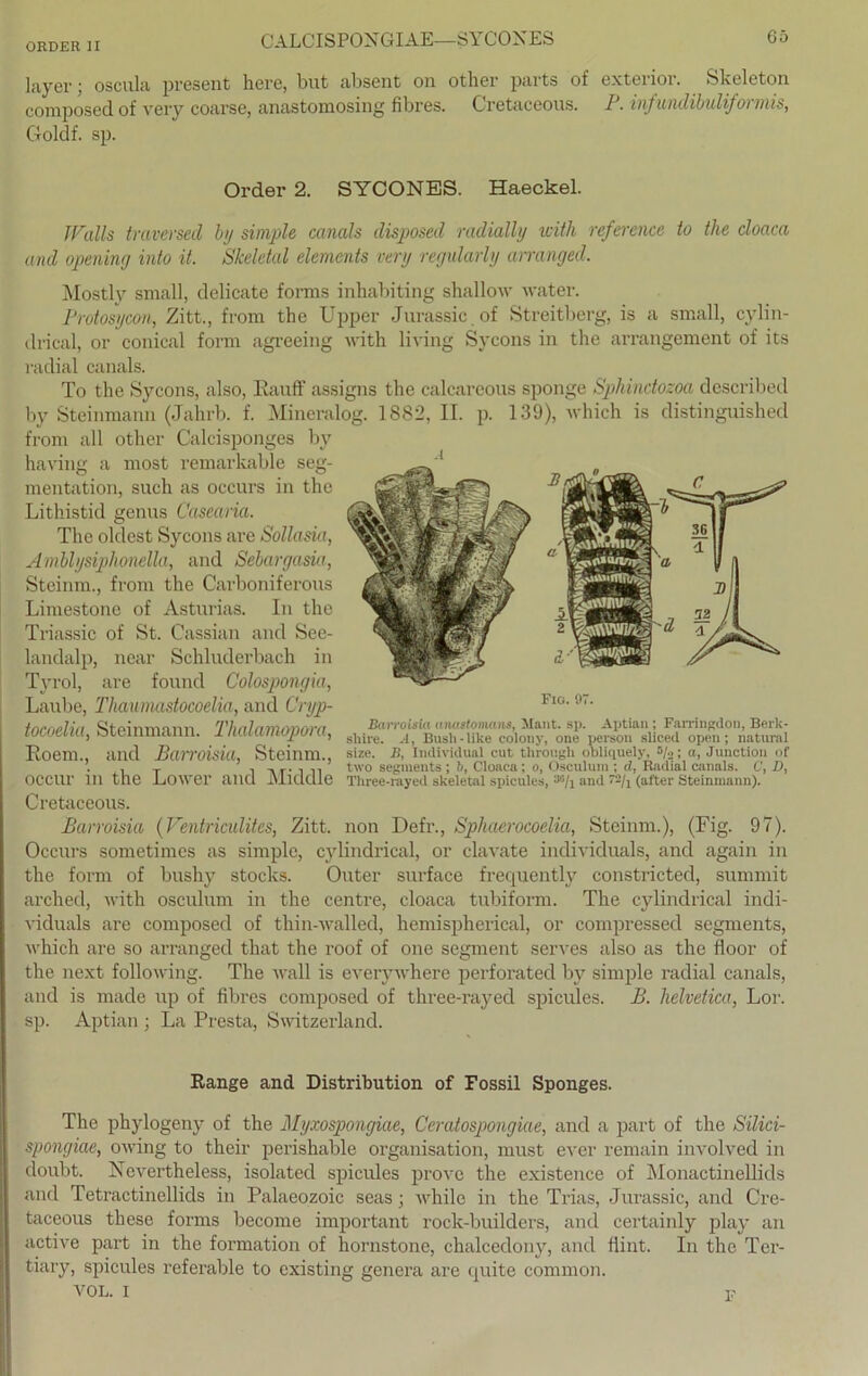 layer; oscula present here, but absent on other parts of exterior. Skeleton composed of very coarse, anastomosing fibres. Cretaceous. P. infundibuliformis, Goldf. sp. Walls traversed by simple canals disposed radiall’y with reference to the cloaca and opening into it. Skeletal elemcnts very regularly arranged. Mostly small, delicate forms inhabiting shallow water. Protosycon, Zitt., from the Upper Jurassic of Streitberg, is a small, cylin- drical, or conical form agreeing with living Sycons in the arrangement of its radial canals. To the Sycons, also, Hauff assigns the calcareous sponge Sphindozoa described by Steinmann (Jahrb. f. Mineralog. 1S82, II. p. 139), whieh is distinguished from all other Calcisponges by having a most remarkable seg- Cretaceous. Barroisia (Ventrimlites, Zitt. non Defr., Spluierocoelia, Steinnx.), (Fig. 97). Occurs sometimes as simple, cylindrical, or clavate individuals, and again in the form of bushy Stocks. Outer surface frequently constricted, summit arched, with osculum in the centre, cloaca tubiform. The cylindrical indi- viduals are composed of thin-walled, hemispherical, or compressed segments, which are so arranged that the roof of one segment serves also as the fioor of the next following. The wall is everywhere perforated by simple radial canals, and is made up of fibres composed of three-rayed spicules. B. helvetica, Lor. sp. Aptian ; La Presta, Switzerland. The phylogeny of the Myxospongiae, Ceratospongiae, and a part of the Silici- spongiae, owing to their perishable oi'ganisation, must ever remain involved in doubt. Nevertheless, isolated spicules prove the existence of Monactinellids and Tetractinellids in Palaeozoic seas; while in the Trias, Jurassic, and Cre- taceous these forms become important rock-buildcrs, and certainly play an active part in the formation of hornstone, chalcedony, and fiint. In the Ter- tiary, spicules referable to existing genera are quite common. Order 2. SYCONBS. Haeckel. The oldest Sycons are Sollasia, Amblysiphonella, and Sebargasia, Steinm., from the Carboniferous Limestone of Asturias. In the Triassic of St. Cassian and See- landalp, near Schluderbach in Tyrol, are found Colospongia, mentation, such as occurs in the Lithistid genus Casearia. Range and Distribution of Fossil Sponges. ArOL. I F