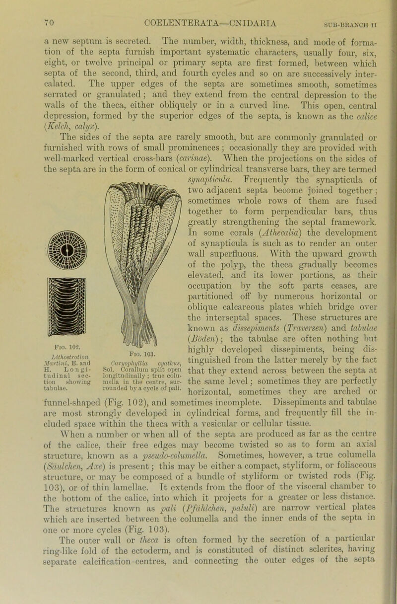 SCB-BRANCH II a new septum is secreted. The number, width, thickness, and mode of forma- tion of the septa fnrnish important systematic characters, usually fom', six, eight, or tweh-e principal or primary septa are first formed, between which septa of the second, third, and fourth cycles and so on are successively inter- calatecl. The upper edges of the septa are sometimes smooth, sometimes serrated or granulated; and they extern! from the central depression to the walls of the theca, either obliquely or in a curved line. This open, central depression, formed by the superior edges of the septa, is known as the calice [Kelch, calyx). The sides of the septa are rarely smooth, but are commonly granulated or furnished with rows of small prominences; occasionally they are provided with well-marked vertical cross-bars (carinae). When the projections on the sides of the septa are in the form of conical or cylindrical transverse bars, they are termed synapticula. Frequently the synapticula of two adjacent septa become joined together; sometimes whole rows of them are fused together to form perpendicular bars, thus greatly strengthening the septal framework. In some corals (Athecalia) the development of synapticula is such as to render an outer wall superfluous. With the upward growth of the polyp, the theca gradually becomes elevated, and its lower portions, as their occupation by the soft parts ceases, are partitioned off by numerous horizontal or oblique calcareous plates which bridge over the interseptal spaces. These structures are known as clissepiments (Traversen) and tabulae [Böden); the tabulae are often nothing but highly developed clissepiments, being dis- tinguished from the latter merely by the fact feg Fio. 102. Lithostrotlon Martini, E. and H. Longi- tudinal sec- tion showing tabulae. Fio. 103. Caryophyllia cyathus, Sol. Coraiium spiit open {hat they extend across between the septa at longitudinally; true colu- J , , . . r i meiia in the eentre, sur- the same level; sometimes they are pertectly rounded by a cyele of paü. Pj01qz0n ta]? SOmetimes they are arched or funnel-shaped (Fig. 102), and sometimes incomplete. Dissepiments and tabulae are most strongly developed in cylindrical forms, and frequently fill the in- clucled space within the theca with a vesicular or cellular tissue. When a number or when all of the septa are produced as far as the eentre of the calice, their free edges may become twisted so as to form an axial structure, known as a pseudo-columella. Sometimes, however, a true columella (Seitlichen, Axe) is present; this may be either a compact, styliform, or foliaceous structure, or may be composed of a bündle of styliform or twisted rods (Fig. 103), or of tliin lamellae. It extends from the Hoor of the visceral chamber to the bottom of the calice, into which it projects for a greater or less distance. The structures known as pali (Pfählchen, paluli) are narrow vertical plates which are inserted between the columella and the inner ends of the septa in one or more cycles (Fig. 103). The outer wall or theca is often formed by the secretion of a particular ring-like fold of the ectoderm, and is constituted of distinct sclerites, having separate calcification-centres, and connecting the outer edges of the septa