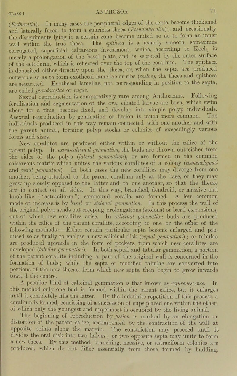 ANTHOZOA (Euthecalia). In raany cases the peripheral eclges of the septa become thickened and laterally fused to form a spurions theca (Pseudothecalia); and occasionally the dissepiments lying in a certain zone become United so as to form an inner wall within the true theca. The epitheca is a usually smooth, sometimes corrugated, superficial calcareous investment, which, according to Koch, is merely a Prolongation of the basal plate, and is secreted by the outer surface of the ectoderm, which is reflected over the top of the corallum. The epitheca is deposited either directly upon the theca, or, when the septa are produced outwards so as to form exothecal lamellae or ribs (costae), the theca and epitheca are separated. Exothecal lamellae, not corresponding in position to the septa, are called pseuclocostae or rugue. Sexual reproduction is comparatively rare among Anthozoans. Following fertilisation and Segmentation of the ova, ciliated larvae are born, which swim about for a time, become fixed, and develop into simple polyp individuals. Asexual reproduction by gemmation or fission is much more common. The individuals produced in this way remain connected with one another and with the parent animal, forming polyp Stocks or colonies of exceedingly various forms and sizes. New corallites are produced either within or without the calice of the parent polyp. In extra-calicinal gemmation, the buds are thrown out‘either from the sides of the polyp (lateral gemmation), or are formed in the common calcareous matrix which unites the various corallites of a colony (coenencliymal and costal gemmation). In both cases the new corallites may diverge from one another, being attached to the parent corallum only at the base, or they may grow up closely opposed to the latter and to one another, so that the thecae are in contact on all sides. In this way, branclied, dendroid, or massive and knob-like (“ astraeiform ”) compound coralla are formed. A less common mode of increase is by basal or stolonal gemmation. In this process the wall of the original polvp sends out creeping prolongations (stolons) or basal expansions, out of which new corallites arise. In calicinal gemmation buds are produced within the calice of the parent corallite, according to one or the otner of the following methods :—Either certain particular septa become enlarged and pro- duced so as finally to enclose a new calicinal disk {septal gemmation); or tabulae are produced upwards in the form of pockets, from which new corallites are developed (tabular gemmation). In both septal and tabular gemmation, a portion of the parent corallite including a part of the original wall is concerned in the formation of buds; while the septa or modified tabulae are converted into portions of the new thecae, from which new septa then begin to grow inwards toward the centre. A peculiar kind of calicinal gemmation is that known as rejuvenescence. In this method onl)r one bud is formed within the parent calice, but it enlarges until it completely fills the latter. B}t the indefinite repetition of this process, a corallum is formed, consisting of a succession of cups placed one within the other, of which only the youngest and uppermost is occupied by the living animal. The beginning of reproduction by fission is marked by an elongation or distortion of the parent calice, accompanied by the contraction of the wall at opposite points along the margin. The constriction may proceed until it divides the oral disk into two halves; or two opposite septa may unite to form a new theca. By this method, branching, massive, or astraeiform colonies are produced, which do not differ essentially from those formed by budding.