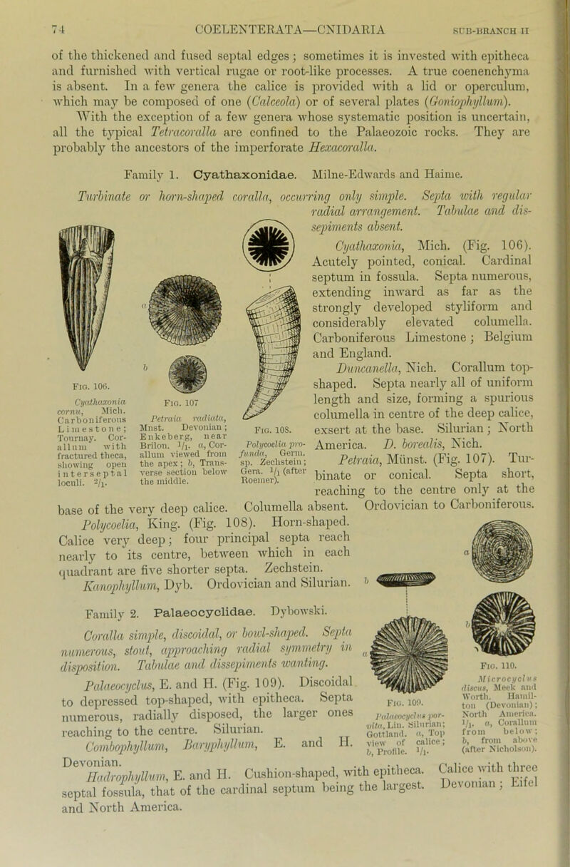 of the thickened and fused septal edges; sometimes it is invested with epitheca and furnished with vertical rugae or root-like processes. A true coenenchyma is absent. In a few genera the calice is provided with a lid or operculum, which may be composed of one (Calceola) or of several plates (Goniopliyllum). With the exception of a few genera whose systematic position is uncertain, all the typical Tetracoralla are confined to the Palaeozoic rocks. They are probably the ancestors of the imperforate Hexacoralla. Family 1. Cyathaxonidae. Milne-Edwards and Haime. Turbinate Belgium O FlO. 106. Cyathaxonia cornu, Midi. Carboniferous Li raestone; Touruay. Cor- allunt with fractured theca, showing open inte rseptal loculi. */i. or horn-shaped coralln, occurring only simple. Septa with regulär radial arrangement. Tabulae and dis- sepiments absent. Cyathaxonia, Mich. (Fig. 106). Acutely pointed, conical. Cardinal septum in fossula. Septa numerous, extending inward as far as the strongly developed styliform and considerably elevated coluniella. Carboniferous Liniestone and England. Duncanella, Nich. Corallum top- shaped. Septa n early all of uniform length and size, forming a spurious columella in centre of the deep calice, exsert at the base. Silurian ; North America. D. borealis, Nich. Petraia, Münst. (Fig. 107). Tur- binate or conical. Septa short, reaching to the centre only at the Columella absent. Ordovician to Carboniferous. Fig. 107 Petraia radiaia, Mnst. Devonian; Enkeberg, near Brilon, i/j. a, Cor- allum viewed from the apex; b, Trans- verse section below the middle. Fig. 10S. Polycoelia pro- funda, Germ, sp. Zechstein; Gera. 1/1 (after Roeiner). base of the very deep calice. Polycoelia, King. (Fig. 108). Horn-shaped. Calice very deep; four principal septa reach nearly to its centre, between which in eacli quadrant are five shorter septa. Zechstein. Kanophyllum, Dyb. Ordovician and Silurian. Family 2. Palaeocyclidae. Dybowski. Coralla simple, discoidal, or bowl-shaped. Septa numerous, stout, approaching radial symmetry in disposition. Tabulae and dissepiments wanting. Palaeocyclus, E. and H. (Fig. 109). Discoidal to depressed top-shaped, with epitheca. Septa numerous, radially disposed, the larger ones reaching to the centre. Silurian. Combophyllum, Baryphyllum, E. and H. 1’ (äacr Nicholson). E. and H. Cushion-shaped, with epitheca. Calice with threc septal fos£tk, that of the Cardinal septum being the largest. Devonian , Eifel and North America. Flo. 100. Falaeocydu» por- oito.Lin. Silurian; Gottlmul. o, Toi> View of calice; b, Profile. 1/i- Fio. 110. Microcycl ns iliscus, Jleek and Worth. Hamil- ton (Devonian); North America, l/j. «, Corallum from below; from above