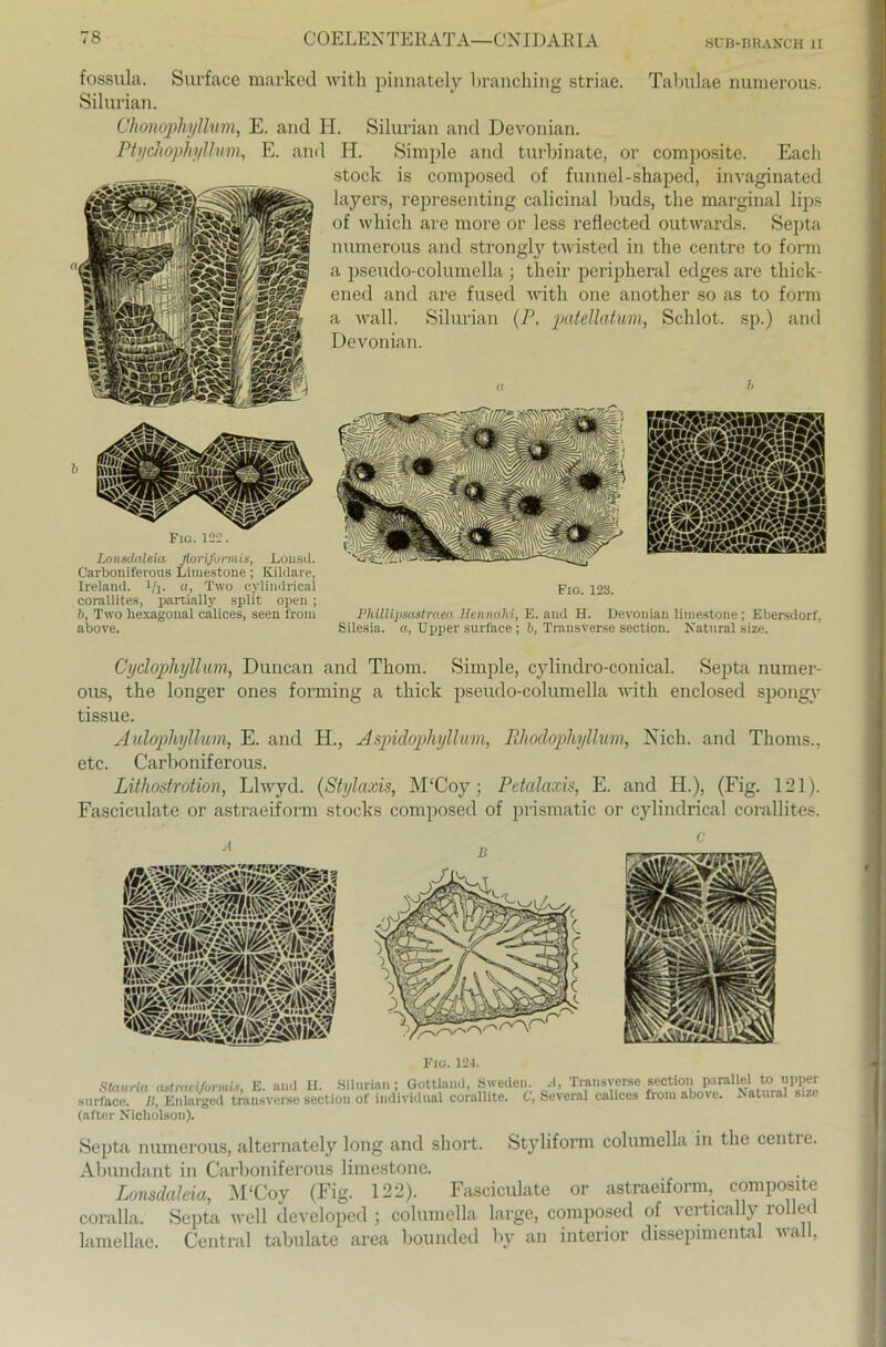 fossula. Surface marked with pinnately branching striae. Tabmae numerous. Silurian. Chonophyllum, E. and H. Silurian and Devonian. Ptychophyllum, E. and H. Simple and turbinate, or composite. Each stock is composed of funnel-shaped, invaginated layers, representing calicinal buds, the marginal lips of whicli are more or less refiected outwards. Septa numerous and strongly twisted in the centre to form a pseudo-columella ; their peripheral edges are thick ened and are fused with one another so as to form a wall. Silurian (P. patellatum, Schlot, sp.) and Devonian. Fic. 122. Lonsdaleia flori/urmis, Lousd. Carboniferous Limestone; Kildare, Ireland. i/l- w> Two cylindrical corallites, partially split open ; b, Two hexagonal calices, seen l'rom above. Fig. 123. Philltyscistraea Hennahi, E. and H. Devonian limestone; Ebersdorf. Silesia. a, Upper surface ; b, Transverse section. Natural size. Cyclophyllum, Duncan and Thom. Simple, cylindro-conical. Septa numer- ous, the longer ones forming a thick pseudo-columella with enclosed spongv tissue. Aulophyllum, E. and H., Aspidophyllum, Bhodophyllum, Nicli. and Thoms., etc. Carboniferous. Lithostrotion, Llwyd. (Stylaxis, M‘Coy; Petalaxis, E. and H.), (Fig. 121). Fascieulate or astraeiform Stocks composed of prismatic or cylindrical corallites. Fig. 124. Slaurla tistivieifonuis, E. aiul U. Silurian \ Gottland, Swedeit. surfacß. B, Enlarged transverse section of individual corallite. C, (alter Nicholson). A, Transverse section parallel to upper Several calices froin above. Natural size Septa numerous, alternately long and short. Styliform columella in the centre. Abundant in Carboniferous limestone. Lonsdaleia, M‘Coy (Fig. 122). Fascieulate or astraeiform, composite coralla. Septa well developed ; columella large, composed of vertically rolled lamellae. Central tabulate area bounded by an interior dissepimental wall,