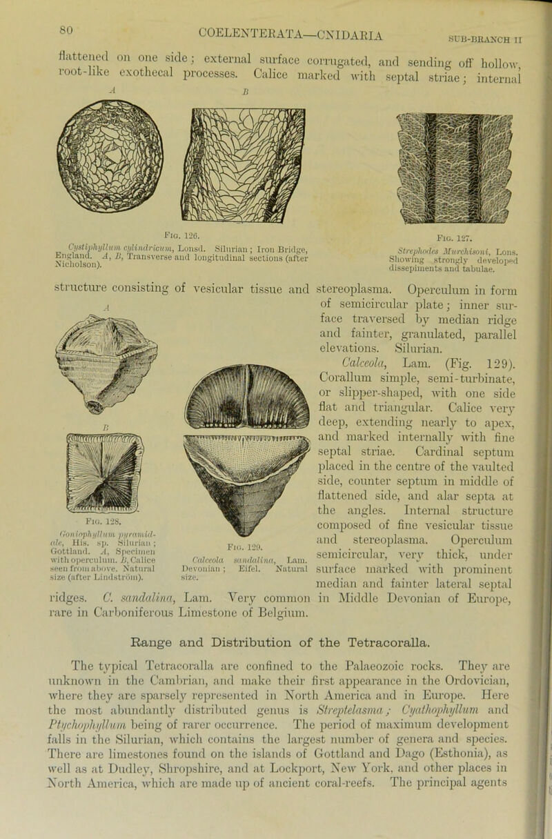 SUB-BRAXCH IT COELENTERATA—CNIDARIA flattened on one side; external surface corrugated, and sending off hollow root-like exothecal processes. Calicc marked with septal striae; internal -'1 D Fio. 126. Lystivhylluvi cylindricum, Lonsil. Silurian ; Iron Bridge, England. .4, B, Transverse and longitudinal sections (after Xicholson). Fig. 127. Strepliodes Murcliisoni, Lons. Showing strongly develojjed dissepiments and tabulae. structnre consisting of vesicular tissue and stereoplasma. Operciilum in form of semicircular plate; inner sur- face traversed by median ridge and fainter, granulated, parallel elevations. Silurian. Calceola, Lam. (Fig. 129). Corallmn simple, semi-turbinate, or slipper-shaped, with one side flat and triangulär. Calice very deep, extending nearly to apex, and marked internally with fine W septal striae. Cardinal septum placed in the centre of the vaulted side, counter septum in middle of flattened side, and alar septa at the angles. Internal structure composed of fine vesicular tissue and stereoplasma. Operculum semicircular, very thick, under surface marked with prominent median and fainter lateral septal ridges. C. sandalina, Lam. Very common in Middle Devonian of Europe, rare in Carboniferous Limestone of Belsium. O Fig. 128. f!on iophi/llum pyramid- ale, Ilis. sp. Silurian; Gottland. A, Speciiuen with operculum. IS, Calice seen fromabove. Natural size (after Lindström). Fig. 120. Calceola sandalina, Lam. Devonian ; Eifel. Natural size. Range and Distribution of the Tetracoralla. The typical Tetracoralla are confined to the Palaeozoic rocks. They are unknown in the Cambrian, and malte their first appearance in the Ordovician, where they are sparsely represented in North America and in Europe. Here the most abundantly distributed genus is Streptelasma; Cyathophyllum and Ptyclwphyllum being of rarer occurrence. The periocl of maximum development falls in the Silurian, which contains the largest number of genera and species. There are limestones found on the islands of Gottland and Dago (Esthonia), as well as at Dudley, Shropshire, and at Lockport, New York, and other places in North America, which are made up of ancient coral-reefs. The principal agents