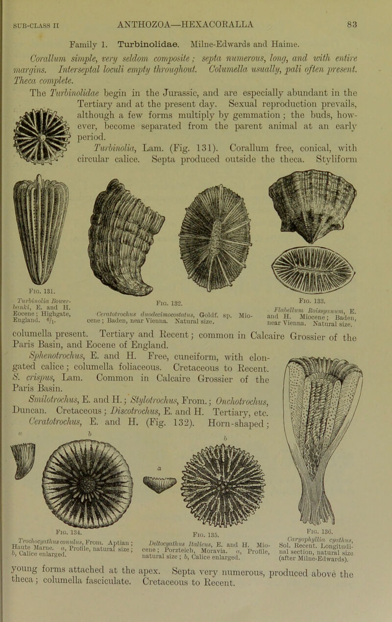 Family 1. Turbinolidae. Milne-Edwards ancl Haime. Corallum simple, very selclom composite; septa numerous, long, and with entire margins. Interseptal loculi empty throughout. Columella usually, pali often present. Theca complete. The Turbinolidae hegin in the Jurassic, and are especially abundant in the Tertiary and at the present day. Sexual reproduction prevails, although a few forms multiply by gemmation; the buds, how- ever, become separated from the parent animal at an early period. Turbinolia, Lam. (Fig. 131). Corallum free, conical, with circular calice. Septa produced outside the theca. Styliform Fig. 131. Turbinolia liower- bankt, E. and H. Eocene; Highgate, England. o/1. Fig. 132. ■Ceratotrochns cl nodecimocostatus, Goklf. sp. Mio- cene; Baden, near Vienna. Natural size. Fio. 133. Flabellum RoUsywtvum, E. and H. Miocene; Baden, near Vienna. Natural size. columella present. Tertiary and Kecent; common in Calcaire Grossier of the Paris Basin, and Eocene of England. Sphemtrochus, E. and H. Free, cuneiform, with elon- gated calice; columella foliaceous. Cretaceous to Kecent, S. crispus, Lam. Common in Calcaire Grossier of the Paris Basin. Smilotrochus, E. and Id.; Stylolrochus, From.; Onchotrochus, Duncan. Cretaceous; Discotrochus, E. and H. Tertiary, etc. Ceratotrochns, E. and H. (Fig. 132). Horn-shaped; Trochocyathus conulus, From. Autian ; Haute Marne, a, Prolile, natural size: b, Calice enlarged. Fig. 135. Deltocijathns Italiens, E. and H. Mio- cene; Porzteich, Moravia. a, Profile, natural size ; b, Calice enlarged. CaryophyUia cyatli Sol. Becent. Loiigitu nal section, natural s (after Milnc-Edwards young forms attached at the apex. Septa very numerous, produced above the theca ; columella fasciculate. Cretaceous to Kecent.