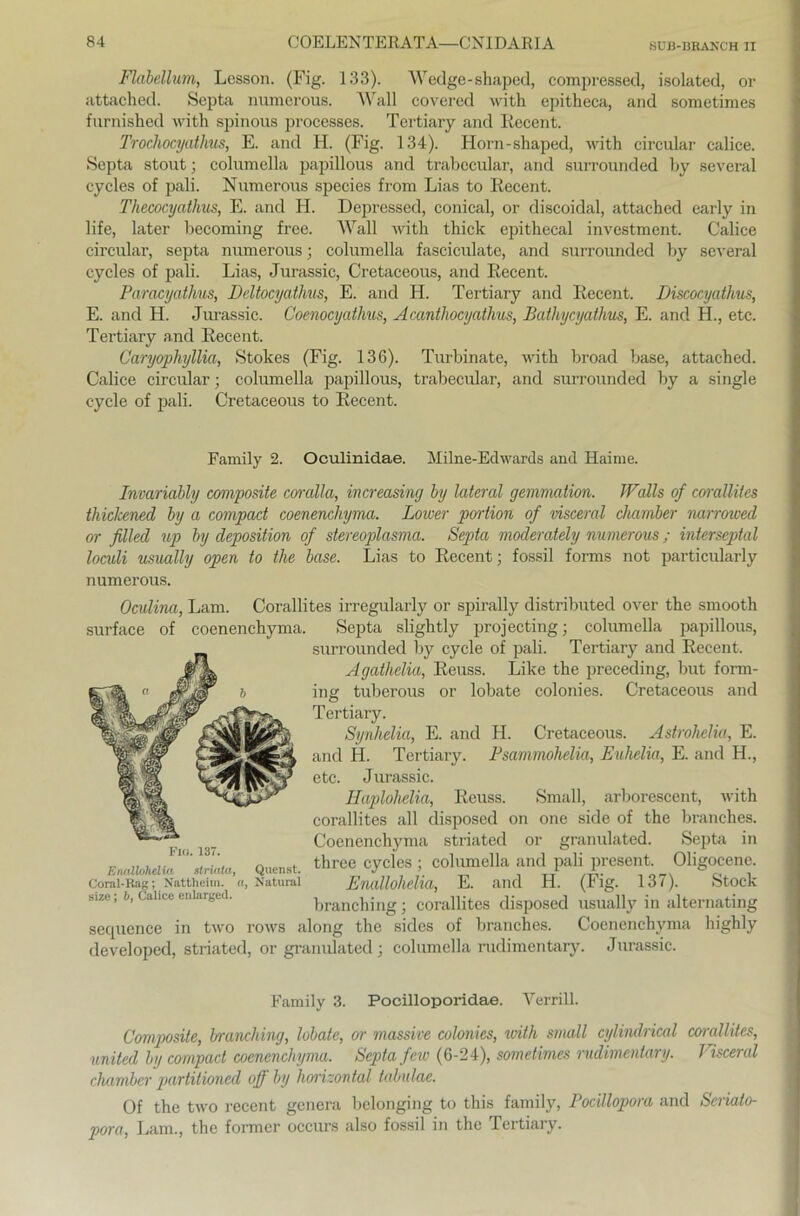 Flabeilum, Lesson. (Fig. 133). Wedge-shaped, compresscd, isolated, or attached. Septa numerous. Wall covered with epitheca, and sometimes furnished with spinous processes. Tertiary and Recent. Trochocyathus, E. and H. (Fig. 134). Horn-shaped, with circular calice. Septa stout; columella papillous and trabecular, and surrounded by several cycles of pali. Numerous species from Lias to Recent. Thecocyathus, E. and H. Depressecl, conical, or discoidal, attached early in life, later becoming free. Wall with thick epithecal investment. Calice circular, septa numerous; columella fasciculate, and surrounded by several cycles of pali. Lias, Jurassic, Cretaceous, and Recent. Paracyathus, Deltocyathus, E. and H. Tertiary and Recent. Discocyathus, E. and H. Jurassic. Coenocyathus, Acanthocyathus, Bathycyathus, E. and H., etc. Tertiary and Recent. Caryophyllia, Stokes (Fig. 136). Turbinate, with broad base, attached. Calice circular; columella papillous, trabecular, and surrounded by a single cycle of pali. Cretaceous to Recent. Family 2. Oculinidae. Milne-Edwards and Haime. Invaridbly composite coralla, increasing by lateral gemmation. JValls of corallites thickened by a compact coenenchyma. Lower portion of visceral chamber narrowed or filled up by deposition of stereoplasma. Septa moclerately numerous ; interseptal loculi usually open to the base. Lias to Recent; fossil forms not particularly numerous. Oculina, Lam. Corallites irregularly or spirally distributed over the smooth surface of coenenchyma. Septa slightly projecting; columella papillous, surrounded by cycle of pali. Tertiary and Recent. Agathelia, Reuss. Lilie the preceding, but form- ing tuberous or lobate colonies. Cretaceous and Tertiary. Synhelia, E. and H. Cretaceous. Astrohelia, E. and H. Tertiary. Psammohelia, Euhelia, E. and H., etc. Jurassic. Haplohelia, Reuss. Small, arborescent, with corallites all disposed on one side of the branches. Coenenchyma striatecl or granulated. Septa in thrce cycles ; columella and pali present, Oligocene. Enallolielia, E. and H. (Fig. 137). Stock branching; corallites disposed usually in alternating sequence in two rows along the sides of branches. Coenenchyma highly developed, striated, or granulated ; columella rudimentary. Jurassic. Fig. 137. Enallohdia striata, Corel-Rag; Nattheim, size; b, Calice enlarged. Quenst. Natural Family 3. Pocilloporidae. Yerrill. Composite, branching, lobate, or massive colonies, with small cylindrical corallites, united by compact coenenchyma. Septa few (6-24), sometimes rudimentary. Visceral chamber partilioned off by horizontal tabulae. Of the two recent genera belonging to this family, Pocillopora and Seriato- pora, Lam., the former occurs also fossil in the Tertiary.