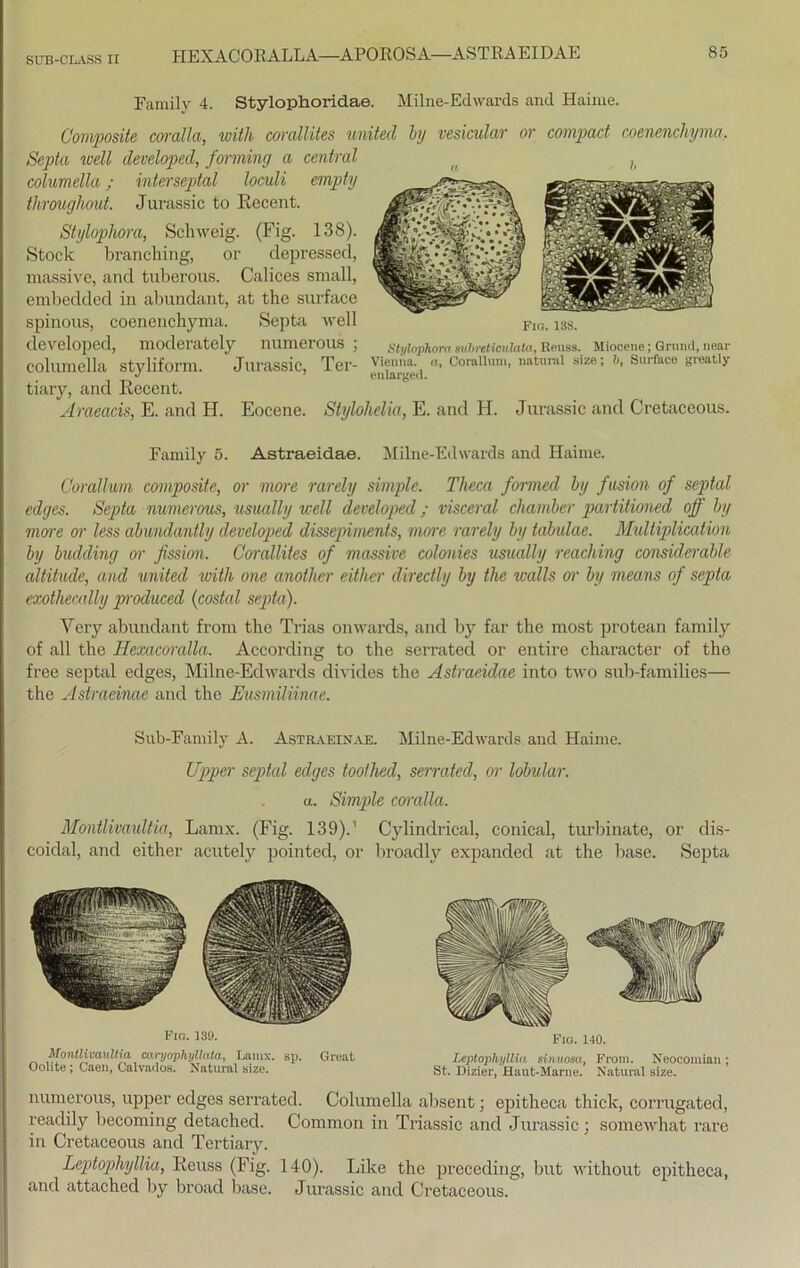 Family 4. Stylophoridae. Milne-Edwards and Haime. Composite coralla, with corallites united by vesicular or compact coenenchyma, Septa well developed, forming a central h columella ; throughout. Stylophora, interseptal loculi empty Jurassic to Recent. Schweig. (Fig. 138). Stock branching, or depressed, massive, and tuberous. Calices small, embedded in abundant, at the surface spinous, coenenchyma. Septa well developed, moclerately numerous ; columella styliform. Jurassic, Ter- c°ml'um’ M*;™1 8ize: Sur&(* 8“tly tiary, and Recent. Araeacis, E. and H. Eocene. Stylohelia, E. and H. Jurassic and Cretaceous. Fig. 13S. Stylophora suhreticulata, Reuss. Miocene; Grund, near Family 5. Astraeidae. Milne-Edwards and Haime. Corallum composite, or more rarely simple. Theca formed ly fasion of septal edges. Septa numerous, usually well developed; visceral chamber partitioned off by more or less abundantly developed dissepiments, more rarely by tabulae. Multiplication by budding or fission. Corallites of massive colonies usually reaching considerable altitude, and united with one another eitker directly by the walls or by means of septa exothecally produced (costal septa). Yery abundant from the Trias onwards, and by far the most protean family of all the Hexacoralla. According to the serrated or entire character of the free septal edges, Milne-Edwards divides the Astraeidae into two sub-families— the Astraeinae and the Eusmüiinae. Sub-Family A. Astraeinae. Milne-Edwards and Haime. Upper septal edges toothed, serrated, or lobular, a. Simp>le caralla. Montlivaultia, Lamx. (Fig. 139).1 Cylindrical, conical, turbinate, or dis- coidal, and either acutely pointed, or broadly expanded at the base. Septa Fig. 139. Fig. 140. Montlivaultia canjophyllata, Lamx. sp. Great Leptophyllia sinuosa, From. Neocomian; Oolite ; Gaen, Calvados. Isatural size. St. Dizier, Haut-Marne. Natural size. numerous, upper edges serrated. Columella absent; epitheca thick, corrugated, readily becoming detached. Common in Triassic and Jurassic; somewhat rare in Cretaceous and Tertiary. Leptophyllia, Reuss (Fig. 140). Like the preceding, but without epitheca, and attached by broad base. Jurassic and Cretaceous.