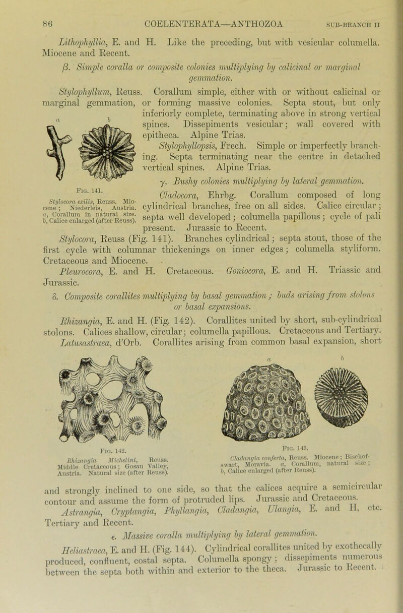 Lithophyllia, E. and H. Like the preceding, but with vesicular columella. Miocene and Recent. ß. Simple coralla or composite colonies multiplying by caliciml or marginal gemmation. Stylophyllum, Reuss. Corallum simple, either with or without calicinal or marginal gemmation, or forming massive colonies. Septa stout, but only inferiorly complete, terminating above in strong vertical spines. Dissepiments vesicular; wall covered with epitheca. Alpine Trias. Stylophyllopsis, Frech. Simple or imperfectly branch- ing. Septa terminating near the centre in detached vertical spines. Alpine Trias. y. Bushy colonies multiplying by lateral gemmation. Cladocora, Ehrbg. Corallum composed of long cene^^Nietoiei^^AustriL cyliudrical branches, free on all sides. Calice circular; b] eniarged (after^euss)'. septa wel1 developed j columella papülous; cycle of pali present. Jurassic to Recent. Stylocora, Reuss (Fig. 141). Branches cylindrical; septa stout, those of the first cycle with columnar thickenings on inner edges; columella styliform. Cretaceous and Miocene. Pleurocora, E. and H. Cretaceous. Goniocora, E. and H. Triassic- and Jurassic. 8. Composite corallites multiplying by basal gemmation ; buds arising from stolmi s or basal expansions. Rhizangia, E. and H. (Fig. 142). Corallites United by short, sub-cylindrical stolons. Calices shallow, circular; columella papillous. Cretaceous and Tertiary. Latusastraea, d’Orb. Corallites arising from common basal expansion, short Fig. 142. Rhimngin Michclinl, Reuss. Middle Cretaceous; Gosau Valley, Austria. Natural size (after Reuss). Fig. 143. Cladangia eonferta, Reuss. Miocene; Bisrliof- swart, Moravia. o, Corallum, natural size; b, Calice enlarged (after Reuss). and strongly inclined to one side, so that the calices acquire a semicircular contour and assume the form of protruded lips. Jurassic and Ci etaccoiis. Astrangia, Cryptangia, Phyllangia, Cladangia, Ulangia, E. and H, etc. Tertiary and Recent. e. Massive coralla multiplying by lateral gemmation. Heliastraea, E. and H. (Fig. 144). Cylindrical corallites united by exotheeally produced, confluent, costal septa. Columella spongy; dissepiments numerous between the septa both within and exterior to the theca. Jurassic to Recent.