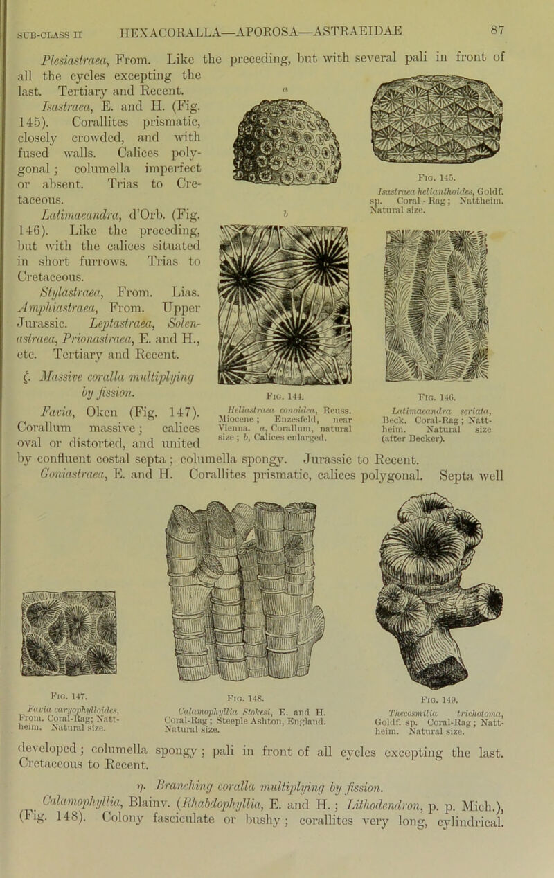 Fio. 145. Isastraea hclianthoUles, Goldf. sp. Coral-Rag; Nattheim. Natural size. Plesiaslraea, From. Like the preceding, but witli several pali in front of all the cycles excepting the last. Tertiary and Recent. a Isastraea, E. and H. (Fig. 145) . Corallites prismatic, closely crowded, and with ' fused walls. Calices poly- gonal; columella imperfect IJBlafiSa^Wvftx J or absent. Trias to Cre- taceous. Latimaeandra, d’Orb. (Fig. 146) . Like the preceding, but with the calices situated in short furrows. Trias to Cretaceous. Slylastraea, From. Lias. Amphiastraea, From. Upper Jurassic. Leptastraea, Solen- nstraea, Prionastraea, E. and H., etc. Tertiary and Recent. (. Massive coralla mnltiplying by fission. Fm. 144. Fm. 140. Fach, Oken (Fig. 147). Corallum massive; calices oval or distorted, and united llelinstraea conoiden, Reuss. Miocene; Enzesfeld, near Vienna, a, Corallum, natural size ; b} Calices enlarged. Lnt imacandra scriata, Beck. Coral-Rag; Natt- heim. Natural size (after Becker). by confiuent costal septa; columella spongy. Jurassic to Recent. Goniastraea, E. and H. Corallites prismatic, calices polygonal. Septa well Fm. 147. Fti tritt caryophyllo kies, From. Coral-Rag; Natt- heim. Natural size. Fio. 14S. Calamopht/llia Stokesi, E. and H. Coral-Rag; Steeple Ashton, England. Natural size. Fm. 149. Thecosniilia trichotoma, Goldf. sp. Coral-Rag; Natt- heim. Natural size. developed; columella spongy 3 pali in front of all cycles excepting the last. Cretaceous to Recent. i]. Brandung coralla mnltiplying by fission. Calamophyllia, Blainv. (Rhabdophyllia, E. and H.; Lithodendron, p. p. Mich.), (Fig. 148). Golony fasciculate or bushy3 corallites very long, cylindrical.