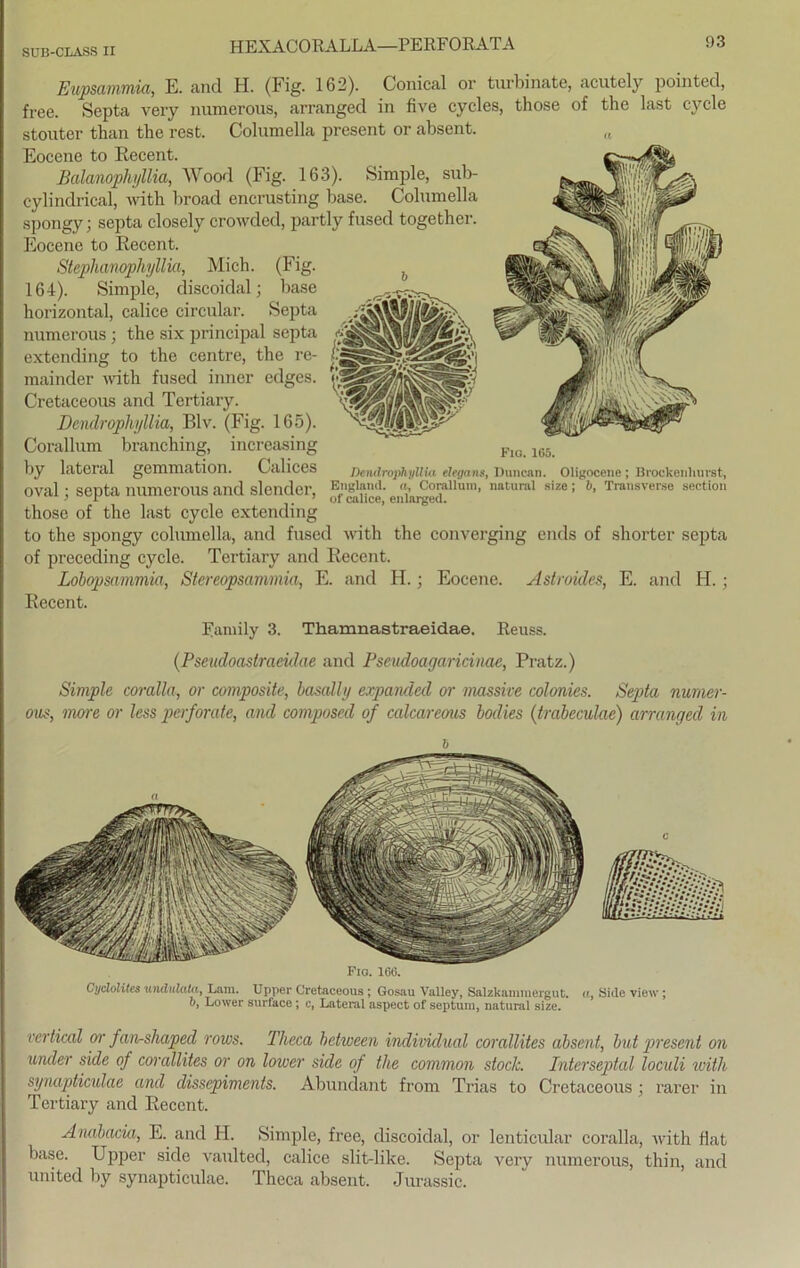 HEXACORALLA—PERFORATA Eupsammia, E. and H. (Fig. 162). Conical or turbinate, acutely pointed, free. Septa very numerous, arranged in five cycles, those of the last cycle stouter than the rest. Columella present or absent. Eocene to Recent. Balanophyllia, Wood (Fig. 163). Simple, sub- cylindrical, with broad encrusting base. Columella spongy; septa closely crowded, partly fused together. Eocene to Recent. Stephanophyllia, Mich. (Fig. 164). Simple, discoidal; base horizontal, calice circular. Septa numerous ; the six principal septa extending to the centre, the re- mainder with fused inner edges. Cretaceous and Tertiary. Dendrophyllia, Blv. (Fig. 165). Corallum branching, increasing by lateral gemmation. Calices Detulrophyllia elegans, Duncan. Oligocene; Brockenhurst, oval; septa numerous and slender, England. j^Corallum, natural size; b, Transversa section those of the last cycle extending to the spongy columella, and fused with the converging ends of shorter septa of preceding cycle. Tertiary and Recent. Lobopsammia, Stereopsammia, E. and H.; Eocene. Astroides, E. and H. ; Recent. Eamily 3. Thamnastraeidae. Reuss. (Pseudoastraeidae and Pseudoagaricinae, Pratz.) Simple coralla, or composite, basally expanded or massive colonies. Sejda nurner- ous, more or less perforale, and composed of calcareous bodies (trabeculae) arranged in b Fio. 160. Cydolites unduUila, T.am. Upper Cretaceous ; Gosau Valley, Salzkammergut. «, Side view; b, Lower snrl'ace ; c, Lateral aspect of septura, natural size. vertical or fan-sliaped rows. Theca belween individual corallites absent, but present on under side of corallites or on lower side of tlie common stock. Interseptal loculi with synapticidae and dissepiments. Abundant from Trias to Cretaceous ; rarer in Tertiary and Recent. Anabacia, E. and H. Simple, free, discoidal, or lenticular coralla, with Hat base. Upper side vaulted, calice slit-like. Septa very numerous, thin, and United by synapticulae. Theca absent. Jurassic.