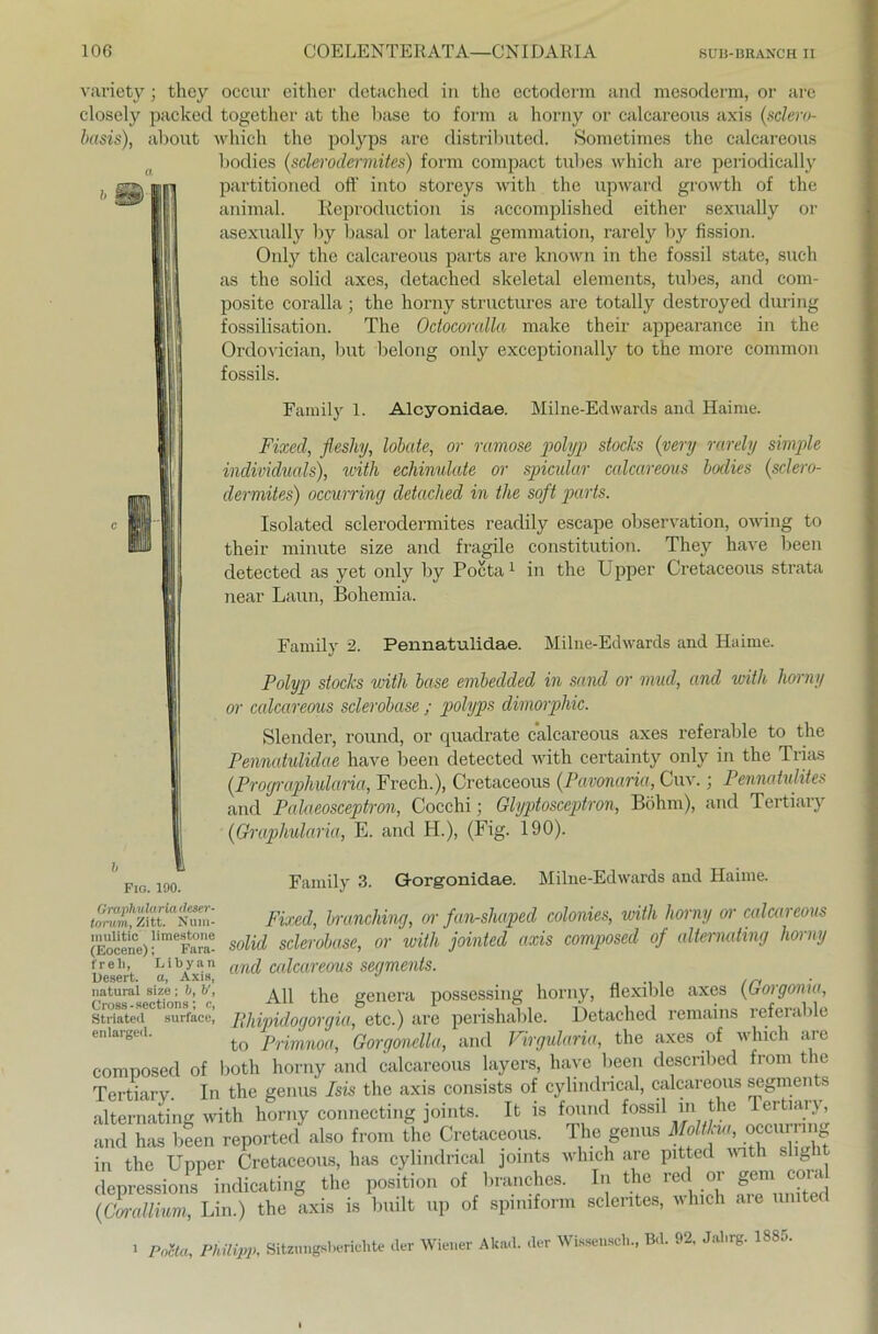 variety • they occur either detached in tho ectoderm and mesoderm, or are closely packed together at the base to form a horny or calcareous axis (sclero- basis), about which the polyps are distributed. Sometimes the calcareous bodies (sclerodermites) form compact tubes which are periodically partitioned off' into storeys with the upward growth of the animal. Reproduction is accomplished either sexually or asexually by basal or lateral gemmation, rarely by fission. Only the calcareous parts are known in the fossil state, such as the solid axes, detached skeletal elements, tubes, and com- posite coralla; the horny structures are totally destroyed during fossilisation. The Odocoralla make their appearance in the Ordovician, but belong only exceptionally to the more common fossils. Family 1. Alcyonidae. Milne-Edwards and Haime. Fixed, fleshy, lobate, or rcmose polyp Stocks (very rarely simple individuals), with echinulate or spicular calcareous bodies (sclero- dermites) occurring detached in the soft parts. Isolatecl sclerodermites readily escape observation, owing to their minute size and fragile Constitution. They have been detectecl as yet only by Pocta1 in the Upper Cretaceous strata near Laun, Bohemia. Family 2. Pennatulidae. Milne-Edwards and Haime. Polyp Stocks with base embedded in sand or mud, and with horny or calcareous sclerobase ; polyps dimorphic. Slender, round, or quadrate calcareous axes referable to the Pennatulidae have been detected with certainty only in the Trias (Prographularia, Frech.), Cretaceous (Pavonaria, Cuv.; Pennatulües and Palaeosceptron, Cocchi; Glyptosceptron, Böhm), and Tertiary (Graphularia, E. and H.), (Fig. 190). Family 3. Gorgonidae. Milne-Edwards and Haime. Fixed, branching, or fan-shaped colonies, with horny or calcareous solid sclerobase, or with jointecl axis composed of altermting horny and calcareous segments. All the genera possessing horny, flexible axes (Gorgonio, Rhipidogorgia, etc.) are perishable. Detached remains referable to Primnoa, Gorgonella, and Virgularia, the axes of which are composed of both horny and calcareous layers, have been desenbed from the Tertiary. In the genus Isis the axis consists of cylindrical, calcareous segments alternating with horny connecting joints. It is found fossil in the lertiary and has bfen reported also from the Cretaceous. The genus Moltkia, occurnn in the Upper Cretaceous, has cylindrical joints which are pitted with slight depressions indicating the position of branches. In the red or gern^ com {Corallium, Lin.) the axis is built up of spimform sclentes, which aie Fio. 190. Graphularia deser- torum, Zitt. Num- lnulitic limestone (Eocene); Fara- freh, Libyan Uesert. a, Axis, natural size ; b, b', Cross - seetions; c, Striated surface, enlarged. der Wiener Akad. der Wissenscli., Bd. 92. Jalirg. 1885. 1 Pocta, Philipp, Sitzungsberichte