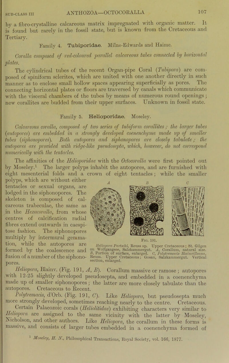 by a fibro-crystalline calcareous matrix impregnated with organic matter. It is found but rarely in the fossil state, but is known from the Cretaceous and Tertiary. Family 4. Tubiporidae. Milne-Edwards and Haime. Coralla composecl of red-coloured parallel calcareous tubes connected by horizontal plates. The cylindrical tubes of the recent Organ-pipe Coral (Tuhipora) are com- posed of spiniform sclerites, which are united with one another directly in such manner as to enclose small hollow spaces appearing superficially as pores. The connecting horizontal plates or floors are traversed by canals which communicate with the visceral chambers of the tubes by means of numerous round openings; new corallites are budded from their upper surfaces. Unknown in fossil state. $§23*3' Family 5. Helioporidae. Moseley. Calcareous coralla, composed of two series of tubiform corallites ; the larger tubes (autopores) are embedded in a strongly developed coenenchyma mode up of smaller tubes (siphonopores). Both autopores and siphonopores are closely tabulate; the autopores are provuled with ridge-like pseudosepta, which, however, do not correspond numencally with the tentacles. The affinities of the Helioporidae with the Octocoralla were first pointed out by Moseley.1 The larger polyps inhabit the autopores, and are furnished with eight mesenterial folds and a crown of eight tentacles; while the smaller polyps, which are without either A n r, tentacles or sexual organs, are lodged in the siphonopores. The slceleton is composed of cal- careous trabeculae, the same as in the Hexacoralla, from whose centres of calcification radial fibres extend outwards in caespi- tose fashion. The siphonopores multiply by intermural gemma- Fk. tlOU, while the autopoics aie Heliopora Partschi, Reuss sp. Upper Cretaceous; St. Gilgen formet! by the coalescence and O“ Wollgan^ee, Salzkammergut. A, Corallum, natural size. J , . U, Portion of surface, enlarged. C, 1‘oliitrcmicis Blainvilleana, tUSlOIl ot a number Ol the Siphono- Reuss. Upper Cretaceous ; Gosau, Salzkaminergut. Vertical p0reg section, enlarged. Heliopora, Blainv. (Fig. 191, A, B). Corallum massive or ramose ; autopores with 12-25 slightly developed pseudosepta, and embedded in a coenenchyma made up of smaller siphonopores; the latter are more closely tabulate than the autopores. Cretaceous to Recent. Polytremacis, d Orb. (Fig. 191, C). Like Heliopora, but pseudosepta mucli more^ strongly developed, sometimes reaching nearly to the centre. Cretaceous. Certain Palaeozoic corals (Heliolitidae) exhiliitiug characters very similar to Heliopora are assigned to the same vicinity with the latter by Moseley, Nicholson, and other authors. Like Heliopora, the corallum in tliese forms is massive, and consists of larger tubes embedded in a coenenchyma formed of Moseley, II. K., Philo.sophical Transactions, Royal Society, vol. 166, 1877. ,MiWijTl mt b| ■«(