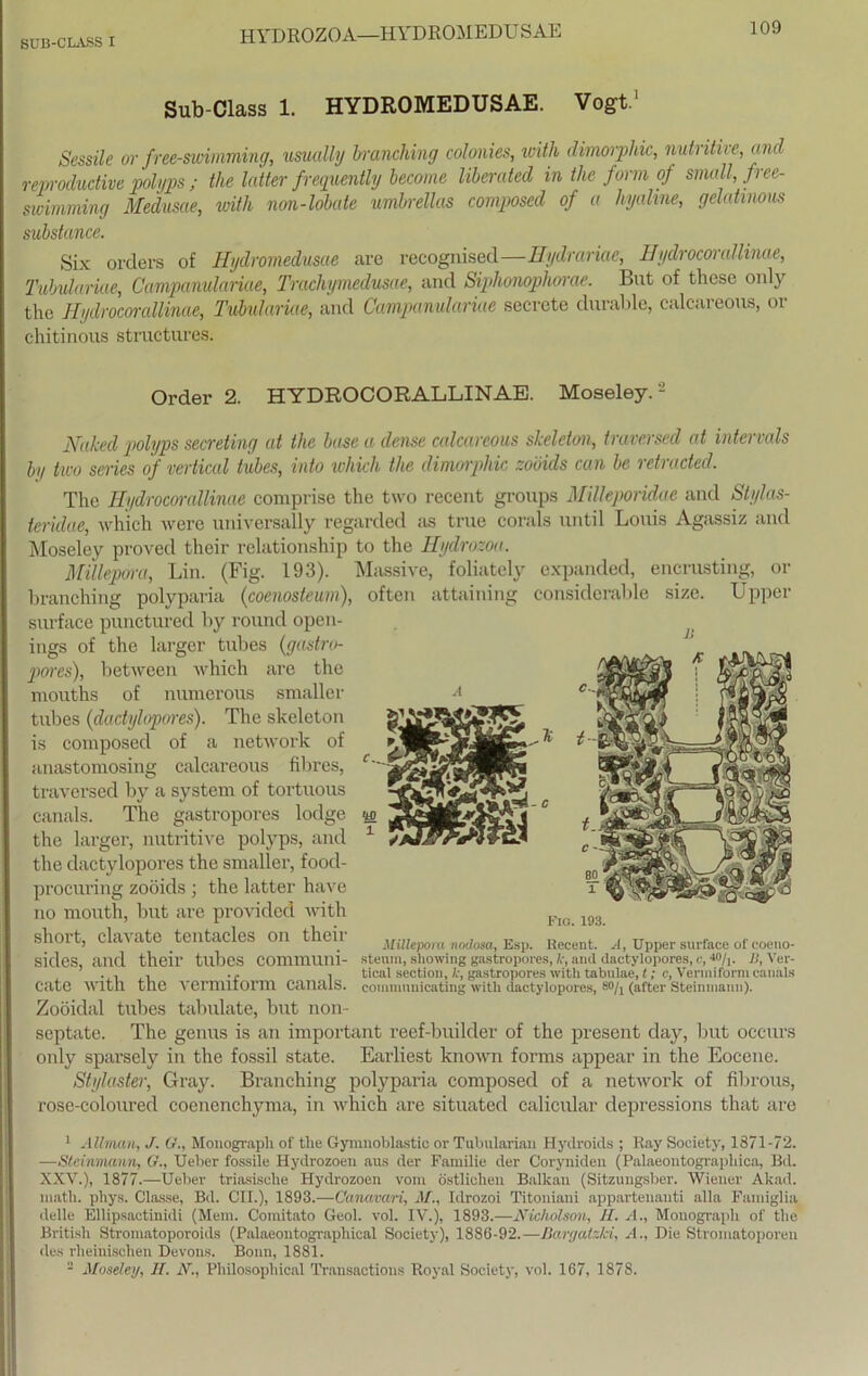 HYDROZOA—HYDROMEDUSAE Sub-Class 1. HYDROMEDUSAE. Vogt.1 Sessile or free-swimming, usually branching colonies, with dimorphic, nutritive, and remoductive polyps ; the latter freqiiently become liberated in the form of small, free- swimming Medusae, with non-lobaie umbrellas composed of a hyaline, gelatinous substance. Six Orders of Hydromedusae are recognised—Hydranae, Hydrocorallinae, Tuhulariae, Campanulariae, Trachymedusae, and Siplionophorae. Bat of thcse only the Hydrocorallinae, Tubidariae, and Campanulariae secrcte durable, calcareous, or chitinous structures. Order 2. HYDROCORALLINAE. Moseley.2 encrustmg, size. or Upper Naked polyps secreting at the base a dense calcareous skeleton, travcrsed at intervals by two series of vertical tubes, into which the dimorphic zoöids can be retracted. The Hydrocorallinae comprise the two recent groups Milleporidae and Stylas- teridae, which were universally regarded as true corals until Louis Agassiz and Moseley proved their relationship to the Hyclrozoa. Millepom, Lin. (Fig. 193). Massive, foliately expanded, branching polyparia (coenosteum), often attaining consiclerable surface punctured by round open- ings of the larger tubes (gastro- pores), between which are the mouths of numerous smaller tubes (dadylopores). The skeleton is composed of a networlc of anastomosing calcareous fibres, traversed by a System of tortuous canals. The gastropores lodge the larger, nutritive polyps, and the dactylopores the smaller, food- procuring zoöids ; the latter have no mouth, but are provided with short, clavate tentacles on their sides, and their tubes communi- cate with the vermiform canals. Zoöiclal tubes tabulate, but non- septate. The genus is an important reef-builcler of the present day, but occurs only sparsely in the fossil state. Earliest known forms appear in the Eocene. Stylaster, Gray. Branching polyparia composed of a network of fibrous, rose-coloured coenenchyma, in which are situatecl calieidar depressions that are Fig. 193. Millepom nodosa, Esp. Becent. A, Upper surface of coeno- steum, showing gastropores, fr, and dactylopores, c, J0/j. JS, Ver- tical section, fr, gastropores with tabuiae, I; c, Vermiform canals commnnicating with dactylopores, so/j (after Steinmann). 1 Allman, J. G., Monograpli of tlie Gymnoblastic or Tubularian Hydroids ; Ray Society, 1871-72. —Steinmann, G., Ueber fossile Hydrozoen aus der Familie der Corynideu (Palaeontogi'apliica, Bd. XXY.), 1877.—Ueber triasisclie Hydrozoen vom östlichen Balkan (Sitzungsber. Wiener Alcad. matli. phys. Classe, Bd. CII.), 1893.—Canavari, M., Idrozoi Titoniani appartenauti alla Famiglia delle Ellipsactinidi (Mem. Comitato Geol. vol. IV.), 1893.—Nicholson, II. A., Monograpli of the British Stromatoporoids (Palaeontographical Society), 1886-92.—Bargatzki, A., Die Stromatoporeu des rheinischen Devons. Bonn, 1881. - Moseley, II. N., Philosophical Transactions Royal Society, vol. 167, 1878.