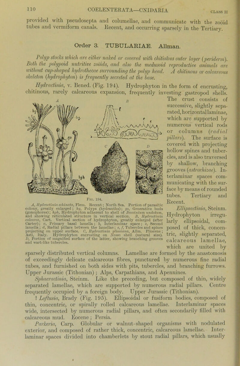 CLASS II providecl with pseudösepta and columellae, and communieate with the zoöid tubes and vermiform canals. Recent, and occurring sparsely in the Tertiary. Order 3. TUBULARIAE. Allman. Polyp Stocks ivhich are either naked or covered with chitinous outer layer (periderm). Both the polypoid nutritive zoüüls, and also the medusoid reproduktive anirmds are without cup-shaped hydroihecae surrounding the polyp head. A chitinous crr calcareous skeleton (hydrophyton) is frequently secretecl at the läse. Hydractinia, v. Bened. (Fig. 194). Hydrophyton in the form of encrusting, chitinous, rarely calcareous expansion, frequently investing gastropod shells. The ernst consists of successive, slightly sepa- rated, horizontal laminae, which are supported by numerous vertical rods or columns (radial pillars). The surface is covered with projecting hollow spines and tuber- cles, and is also traversed by shallow, branching grooves (astrorhizae). In- terlaminar spaces com- municating with the sur- face by means of rounded tubes. Tertiary and Recent. Ellipsactinia, Steinm. Hydrophyton irregu- larly ellipsoidal, com- posed of thick, concen- tric, slightly separated, calcareous lamellae, which are united by sparsely distributed vertical columns. Lamellae are formed by the anastomosis of exceedingly delicate calcareous fibres, punctured by numerous fine radial tubes, and furnished on both sides with pits, tubercles, and branching furrows. Upper Jurassic (Tithonian); Alps, Carpathians, and Apennines. Sphaeradinia, Steinm. Like the preceding, but composed of thin, widely separated lamellae, which are supported by numerous radial pillars. Centre frequently occupied by a foreign body. Upper Jurassic (Tithonian). ? Loftusia, Brady (Fig. 195). Ellipsoidal or fusiform bodies, composed of thin, concentric, or spirally rolled calcareous lamellae. Interlaminar spaces wide, intersected by numerous radial pillars, and often secondarily filled with calcareous mud. Eocene; Persia. Parkeria, Carp. Globular or walnut-shaped organisms with nodulated exterior, and composed of rather thick, concentric, calcareous lamellae. Inter- laminar spaces divided into chamberlets by stout radial pillars, which usually Fig. 194. A, Hydractinia echinata, Flem. Recent; North Sea. Portion of parasitic colony, greatly enlarged; hy, Polyps (hydranths); go, Generative buds (gonophores); hph, Hydrophyton adherent to Shell of Jluccinium undatum, and showing reticnlated structure in vertical section. B, Hydractinia calcarea. Gart. Vertical section of hydrophyton, greatly enlarged (after Carter); a, Priinary basal lainella; b, Interlaminar space; c, Second lainella ; d, Radial pillars between the lamellae ; e, f, Tubercles and spines projecting on upper surface. C, Hydractinia pliocaena, Allm. Pliocene ; Asti, Italy. Hy<lropliyton encrusting on Nassn shell (natural size). D, Portion of magnifled surface of the latter, showing branching grooves and wart-like tubercles.