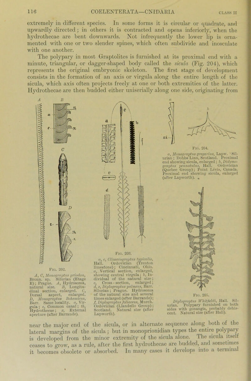 extremely in different species. In somo forms it is circular or quadrate, and upwardly directed; in others it is contracted and opens inferiorly, when tlie hydrothecae are bent downwards. Not infrequently the lower lip is orna- mented witli one or two slender spines, which often subdivide and inosculate with one another. The polypary in most Graptolites is fnrmshed at its proximal end with a minute, triangulär, or dagger-shaped body callecl the sicula (Fig. 204), which represents the original embryonic skeleton. The first stage of development consists in the formation of an axis or virgula along the entire length of the sicula, which axis often projects freely at one or both extremities of the latter. Hydrothecae are then budded ei.ther uniserially along one side, originating from a b Fig. 202. A, C, Monograptus prlodon, Bronn, sp. Siluriau (Etage E); Prague. A, Hydrosoma, natural size. II, Longitu- dinal section, enlarged. C, Dorsal aspect, enlarged. D, Monograptus Bohemiens, Ban-. Same locality. «, Vir- gula ; c. Common canal; th, Hydrothecae; x, External aperture (alter Barrande). Fig. 203. u, c, Climacograptus tupicalis, Hall. Ordovician (Trcnton limestone); Cincinnati, Ohio. «, Vertieal section, enlarged, showing central virgula; b, In- dividual of the natural size; c, Cross - section, enlarged; d, e, Diplograptus palmeus, Barr. Siluriau ; Prague. Hydrosoma of the natural size and several tinics enlarged (after Barrande); f, Diplograptus foliaceus, Murcli. Ordovician (Llandeilo Group); Scotland. Natural size (after Lapworth). « FlO. 204. a, Monograptus gregarius, Lapw. 'Sil- urian ; Dobbs Linn, Scotland. Proximal end showing sicula, enlarged; b, Didpmn- graptus pennatulus, Hall. Ordovician (Quebec Group); Point Levis, Canada. Proximal end showing sicula, enlarged (alter Lapworth). „ Fio. 205. Diplograptvs Whitfieldi, llall. Sil- uriau. Polypary furnished on both sides with gonangia, probably dehis- cent. Natural size (after Hall). near the major end of the sicula, or in alternate sequence along both of the lateral margins of the sicula; but in monoprionidian types the entire polypary is developed from the minor extremity of the sicula alone. The sicula itself cettses to grow, as a rule, after the first hydrothecae are budded, and sometimes it becomes obsolete or absorbed. In many cases it develops into a terminal