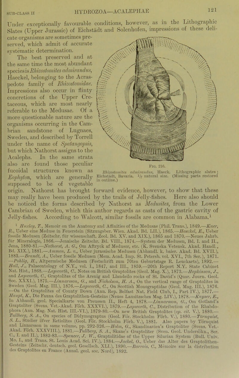 HYDROZOA—ACALE PH AE Under exceptionally favourable conditions, however, as in the Lithographie Slates (Upper Jurassic) of Eichstädt and Solenhofen, impressions of these deli- cate organisms are sometimes pre- served, which admit of accurate systematic determination. The best preserved and at the same time the most abundant speciesis Rhvsostomiies admirandus, Haeckel, belonging to the Acras- pedote family of Ehizostomidae. Impressions also occur in flinty concretions of the Upper Cre- taceous, which are most nearly referable to the Medusae. Of a more questionable nature are the organisms occurring in the Cam- brian sandstone of Lugnaes, Sweden, and described by Torreil under the name of Spatangopsis, but which Nathorst assigns to the Acalephs. In the same strata also are found those peculiar fucoidal structures known as Eopliyton, which are generally supposed to he of vegetable origin. Nathorst has brought forward evidence, however, to show that these may really have beeil produced by the trails of Jelly-fishes. Here also should be noticed the forms described by Nathorst as Medusites, from the Lower Cambrian of Sweden, which this author regards as casts of the gastric cavity of Jelly-fislies. According to Walcott, similar fossils are common in Alabama.1 1 Jfuxley, T., Metnoir on the Anatomy and Attinities of the Medusae (Phil. Trans.), 1849.—Kner, Jt., Ueber eine Meduse in Feuerstein (Sitzungsber. Wien. Akad. Bd. LII.), 1865.—Haeckel, E., Ueber fossile Medusen (Zeitschr. fiir Wissenschaft. Zool. Bd. XV. and XIX.), 1865 and 1870.—Neues Jahrb. fiir Mineralogie, 1866.—Jenaisclie Zeitschr. Bd. VIII., 1874.—System der Medusen, Bd. I. and II., Jena, 1880-81.—Nathorst, A. G-, Om Aftryck af Medusor, etc. (K. Svenska Vetensk. Akad. Haudl., Bd. XIX.), 1881.—Ammon, L. v., Ueber jurassische Medusen (Abhandl. k. haier. Akad. Bd. XVII.), 1883.—Brandt, A., Ueber fossile Medusen (Mem. Acad. Imp. St. Petersb. vol. XVI., 7th Ser.), 1871. —Pohlig, II., Altpermische Medusen (Festschrift zum 70ten Geburtstage B. Leuckarts), 1892.— Hall, J., Palaeontology of N.Y., vol. I., 1847, and III., 1859.—20th Keport N.Y. State Cabinet Nat. Hist., 1868.—Lapworth, C'., Notes on British Graptolites (Geol. Mag. X.), 1873.—Hopkinson, J., and Lapworth, C., Graptolites of the Areuig and Llandeilo roeks of St. David’s (Quar. Journ. Geol. Soc. XXXI.), 1875.—Linnarsson, G., and Nicholson, H. A., On the vertical ränge of Graptolites in Sweden (Geol. Mag. III.), 1876.—Lapworth, C., On Scottish Monograptidae (Geol. Mag. III.), 1876. —On the Graptolites of County Down (Ann. Rep. Belfast Nat. Field Club, I., Part IV.), 1877.— Haupt, K., Die Fauna des Graptolithen-Gesteins (Neues Lausitzsches Mag. UV.), 1878.—Kayser, E., In Abhandl. geol. Specialkarte von Preussen II., Heft 4, 1878.—Linnarsson, G., Om Gotland’s Graptoliter (Svens. Vet.-Akad. Förli. XXXVI.), 1879.—Lapworth, C., Distribution of the Rhabdo- phora (Ann. Mag. Nat. Hist. III.-VI.), 1879-80.—On new British Graptolites (op. cit. V.), 1880.— Lullberg, S. A., 0n species of Didymograptus (Geol. För. Stockholm Förli. V.), 1880.—Törnquist, S. L., Studier öfver Retiolites (Geol. För. Stockholm Förli. V.), 1881. Also papers by Törnquist and Linnarsson in same volume, pp. 292-326.—Holm, G., Skandinavien’s Graptoliter (Svens. Vet.- Akad. Förli. XXXVIII.), 1881.—Tullberg, S. A., Skane’s Graptoliter (Sven. Geol. Undersökn., Ser. I. and II.), 1882-83.—Spencer, J. II'., Graptolitidae of the Upper Silurian System (Bull. Univ. Mo. I., and Trans. St. Louis Acad. Sei. IV.), 1884.—Jaekel, O., Ueber das Alter des Graptolithen- Gesteins (Zeitschr. deutsch, geol. Gesellsch. XLI.), 1890.—Barrois, C., Memoire sur la distribution des Graptolites en France (Annal. geol. soc. Nord), 1892. Fig. 216. Kliizostomitcs admirandus, Haeck. Lithographie slates; Eichstädt, Bavaria. 1/7 natural size. (Missing parts restored in outline.)