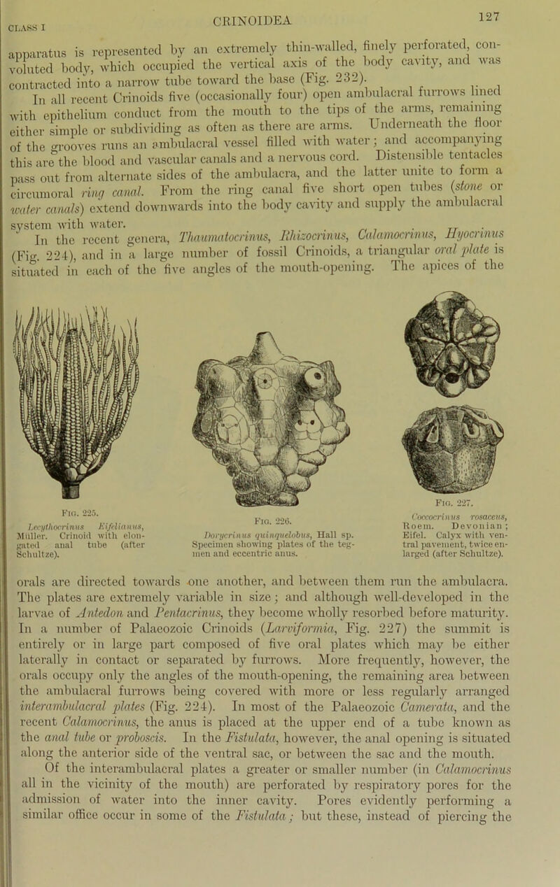 apparatus is represented by an extremely thin-walled, tinely perforated con- voluted body, which occupied the vertical axis of the body cavity, and was contracted into a narrow tube toward the base (Fig. 2d_). In all recent Crinoids five (occasionally four) open ambulacral furrows lined with epithelium conduct from the mouth to the tips of the arms, remainmg eithor simple or subdividing as often as therc are arms. Underneath the fioor of the grooves runs an ambulacral vessel filled with water; and accompanymg this are the blood and Vascular canals and a nervous cord. Distensible tentacles pass out from alternate sides of the ambulacra, and the latter umte to form a circumoral ring canal. From the ring canal five short open tubes (stone or water canals) extend downwards into the body cavity and supply the ambulacral System with water. ,. . ,, , . TT In the recent genera, Thaumatocrinus, llhizocnnus, Calamocrinus, Hyocnnus (Fi. 224), and in a large number of fossil Crinoids, a triangulär oral plate is situated in each of the five angles of the mouth-opcning. The apices of the FlO. 225. Lecythocriniis Ei/diamis, Milller. Crinoid with elon- gated anal tube (after Schnitze). Fiq. 226. Dorycrinus quinqudobus, Hall sp. Specimen showing plates of the teg- men and eccentric anus. Fra. 227. Coccocrinus rosaceus, Roem. Devonian ; Eifel. Calyx with ven- tral pavement, twiee en- larged (after Scliultze). orals are directed towards -one another, and between them run the ambulacra. The plates are extremely variable in size; and although well-developed in the larvae of Antedon and Pentacrinus, they become wholly resorbed before maturity. In a number of Palaeozoic Crinoids (Larviformia, Fig. 227) the summit is entirely or in large part composed of five oral plates which may be either laterally in contact or separated by furrows. More frequently, however, the orals occupy only the angles of the mouth-opening, the remaining area between the ambulacral furrows being coveret! with more or less regularly arranged interambulacral plates (Fig. 224). In most of the Palaeozoic Camerata, and the recent Calamocrinus, the anus is placecl at the upper end of a tube known as the anal tube or proboscis. In the Fistulata, however, the anal opening is situated along the anterior side of the ventral sac, or between the sac and the mouth. Of the interambulacral plates a greater or smaller number (in Calamocrinus all in the vicinity of the mouth) are perforated by respiratory pores for the admission of water into the inner cavity. Pores evidently performing a similar office occur in some of the Fistulata; but these, instead of picrcing the