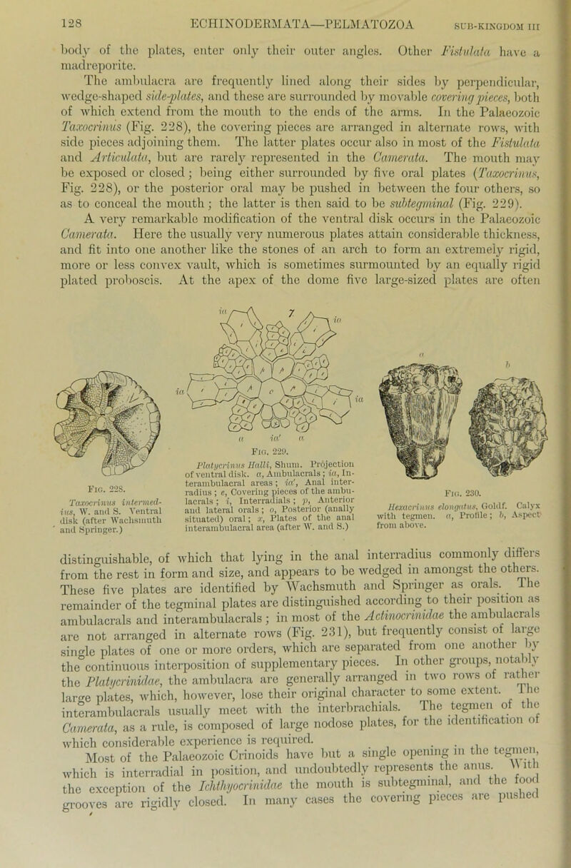 body of the plates, enter only their outer angles. Other Fistvlata have a madreporite. The ambulacra are frequently lined along their sides by perpendicular, wedge-shaped side-plates, and these are surrounded by movable coveringpieces, both of which extend from the mouth to the ends of the arms. In the Palaeozoic Taxocrinus (Fig. 228), the covering pieces are arranged in alternate rows, with side pieces adjoining them. The latter plates occur also in most of the Fistulata and Articulata, but are rarely represented in the Camerata. The mouth may be exposed or closed; being either surrounded by five oral plates ('Taxocrinus, Fig. 228), or the posterior oral may be pushed in between the four others, so as to conceal the mouth; the latter is then said to be subtegminal (Fig. 229). A very remarkable modification of the ventral disk occurs in the Palaeozoic Camerata. Here the usually very numerous plates attain considerable thickness, and fit into one another like the stones of an arch to form an extremely rigid, more or less convex vault, which is sometimes surmounted by an equally rigid plated proboscis. At the apex of the dorne five large-sized plates are often distinguishable, of which that lying in the anal interradius commonly differs from the rest in form and size, and appears to be wedged in amongst the others. These five plates are identified by Wachsmuth and Springer as. orals. . Ihe remainder of the tegminal plates are distinguished according to their Position as ambulacrals and interambulacrals ; in most of the Actinocrinidae the ambulacrals are not arranged in alternate rows (Fig. 231), but frequently consist ot large single plates of one or more Orders, which are separatcd from one anothei >\ the°continuous interposition of supplementary pieces. In other groups, notably vinh.M-imiAnp t.be ambulacra are eenerally arranged in two rows ot ratlier of ventral disk. et, Ambulacrals; iu, In- terambulacral areas; ia', Anal inter- radius ; e, Covering pieces of tlie ainbu- Fig. 230. In nnnlfi • n Tio lei • e, , A ntprifü'