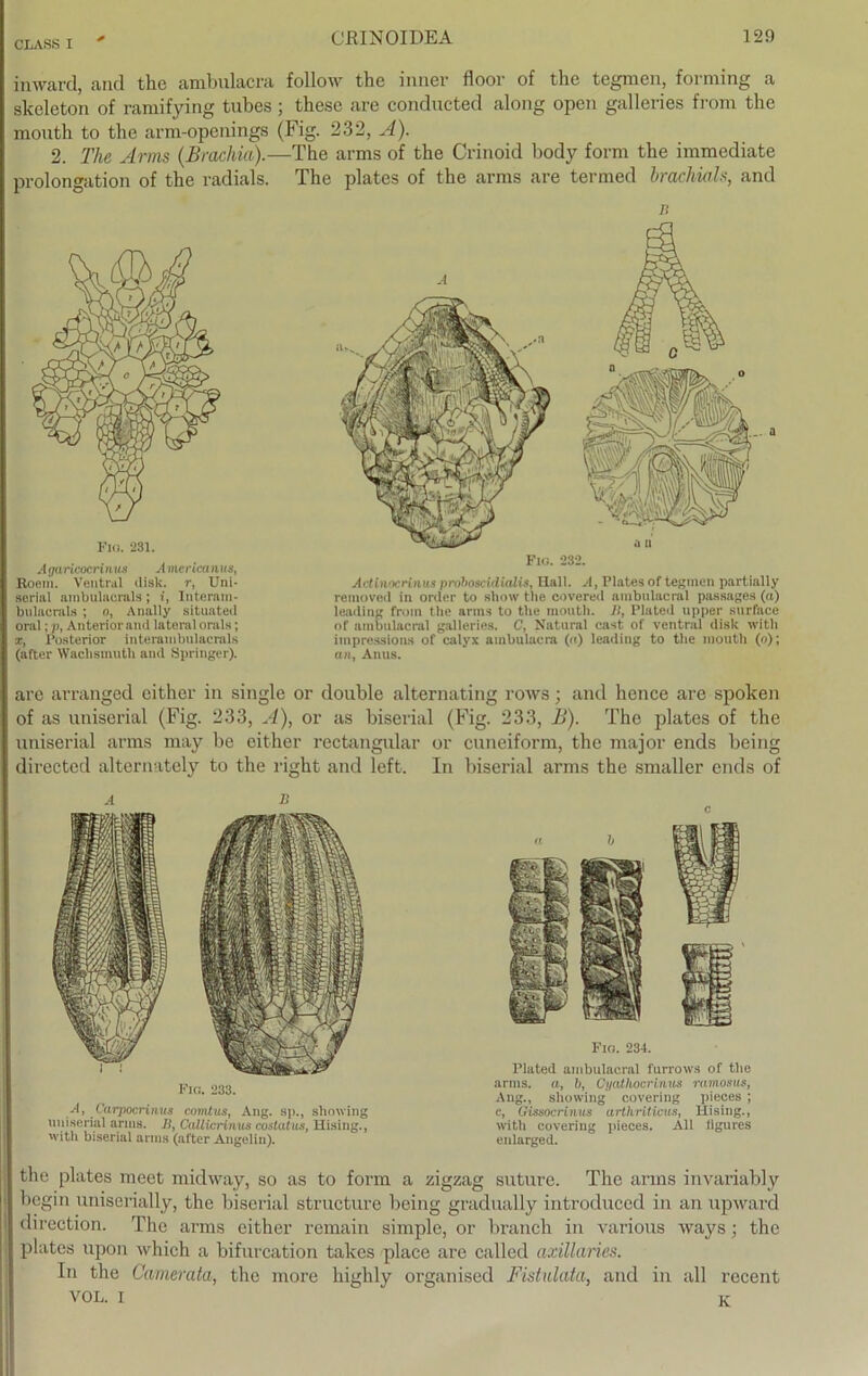 inward, and the ambulacra follow tho inner Hoor of the tegnien, forming a skeleton of ramifying tubes ; these are conducted along open galleries from the mouth to the arm-openings (Fig. 232, A). 2. The Arms (Brachia).—The arms of the Crinoid body form the immediate Prolongation of the radials. The plates of the arms are termed trachids, and Aijariencrinu« A mericanus, Roem. Ventral disk. r, Uni- serial ambulacrals; f, Interam- bulacrals ; o, Anally situated oral; p, Anterior and lateral Orals; x, Posterior interambulacrals (after Waclismuth and Springer). r, Fio. 232. Adinocrinus prohoscUlialis, Hall. A, Plates of tegnien partially removed in order to show the covered ambulacral passages (rt) leading from the arms to the mouth. 11, Plated upper surface of ambulacral galleries. C, Natural cast of ventral disk witli impressions of calyx ambulacra (a) leading to the mouth (o); an, Anus. are arranged either in single or double alternating rows; and hence are spoken of as uniserial (Fig. 233, A), or as biserial (Fig. 233, B). The plates of the uniserial arms may be either rectangular or cuneiform, the major ends being directed alternately to the right and left. In biserial arms the smaller ends of Fig. 233. -■1, Carpocrinus comltis, Ang. sp., slmwing uniserial arms. U, Callicrinus costatus, Hising., 'vith biserial arms (after Angelin). c Fio. 234. Plated ambulacral furrows of the arms. a, b, Cyathocrinus ramosus, Ang., showing covering pieces ; c, Gissocrinus arthriticus, Hising., with covering pieces. All tigures enlarged. the plates meet midway, so as to form a zigzag suturc. The arms invariably begin uniserially, the biserial structure being gradually introduced in an upward direction. The arms either remain simple, or brauch in various ways; the plates upon which a bifurcation takes place are called axillaries. In the Camerata, the more higlily organised Fistulata, and in all recent VOL. i K