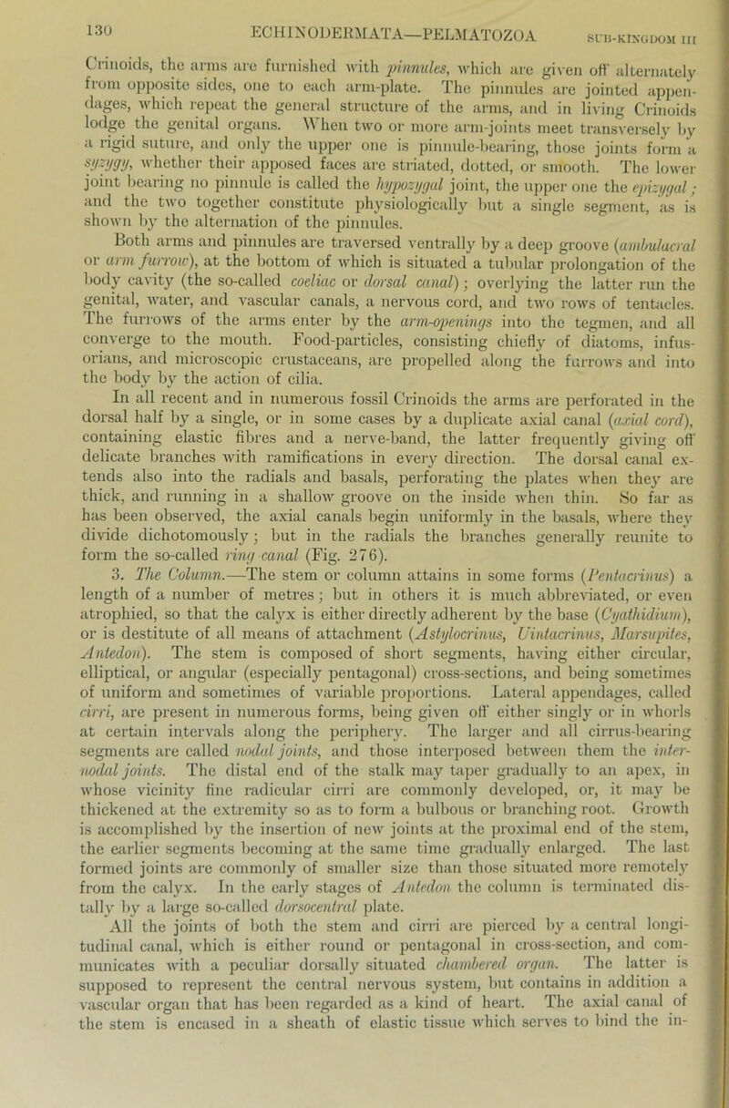 SCB-KINGDOM III ECHIN ODERMATA—PELMATOZOA Crinoids, the arms are furnished with pinnules, whicli are given oft' alternately from opposite sidcs, one to each arm-plate. The pinnules are jointed appen- dages, whicli repeat the general structure of the arms, and in living Crinoids lodgc the genital Organs. \\ hen two or more arm-joints meet transversely by a rigid suture, and only the upper one is pinnule-bearing, those joints form a fFW. whether their apposed faces are striated, dotted, or smooth. The lower joint bearing no pinnule is called the hypozygal joint, the upper one the epizygal; and the two togethcr constitute physiologically but a single segnient, as is shown by the alternation of the pinnules. Both arms and pinnules are traversed ventrally by a deep groove (ambulacral or arm furrow), at the bottom of whicli is situated a tubulär Prolongation of the body cavity (the so-called coeliac or dorsal canal); overlying the latter run the genital, water, and vascular canals, a nervous cord, and two rows of tentacles. The furrows of the arms enter by the arm-openings into the tegmen, and all converge to the mouth. Food-particles, consisting chiefly of diatoms, infus- orians, and microscopic crustaceans, are propelled along the furrows and into the body by the action of cilia. In all recent and in numerous fossil Crinoids the arms are perforated in the dorsal half by a single, or in some cases by a duplicate axial canal (axial cord), containing elastic fibres and a nerve-band, the latter frequently giving off delicate branches with ramifications in every direction. The dorsal canal ex- tends also into the radials and basals, perforating the plates when they are thick, and running in a shallow groove on the inside when thin. So far as has beeil observed, the axial canals begin uniformly in the basals, where they divide dichotomously; but in the radials the branches generally reunite to form the so-called ring canal (Fig. 276). 3. The Column.—The stem or column attains in some forms (Pentacnnus) a length of a number of metres : but in others it is much abbreviated, or even atrophied, so that the calyx is either directly adherent by the base (Cyathidium), or is destitute of all means of attachment (Astylocrinus, Uintacrinus, Marsupites, Antedoh). The stem is composed of short Segments, having either circular, elliptical, or angular (especially pentagonal) cross-sections, and being sometimes of uniform and sometimes of variable proportions. Lateral appendages, called cirri, are present in numerous forms, being given off either singly or in whorls at certain intervals along the periphery. The larger and all cirrus-bearing segments are called nodal joints, and those interposed between them the inter- nodal joints. The distal end of the stalk may taper gradually to an apex, in whose vicinity fine radicular cirri are commonly developed, or, it may be thickened at the extremity so as to form a bulbous or branching root. Growtli is accomplished by the insertion of new joints at the proximal end of the stem, the earlier segments becoming at the same time gradually enlarged. The last formed joints are commonly of smaller size than those situated more remotely from the calyx. In the early stages of Antedon the column is terminated dis- tally by a large so-called dorsocentral plate. All the joints of both the stem and cirri are pierced by a central longi- tudinal canal, whicli is either round or pentagonal in cross-section, and com- municates with a peculiar dorsally situated chambered organ. The latter is supposed to represent the central nervous System, but contains in addition a vascular organ that has beeil regarded as a kind of heart. The axial canal of the stem is encased in a sheath of elastic tissue whicli serves to bind the in-