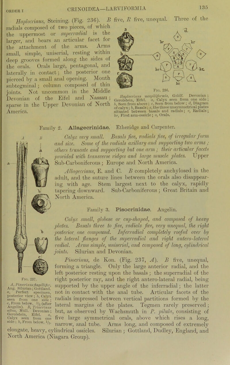 CRINOIDEA—L ARVI FORM IA Haplocrinus, Steiiiing. (Fig. 236). B radials composed of two pieces, of which thc uppermost or superradial is the larger, and bears an articular facet for thc attachment of thc arms. Arms small, simple, uniscrial, resting within deep grooves forrned along thc sides of thc orals. Orals large, pentagonal, and latcrally in contact; the posterior one picrced by a small anal opening. Mouth subtegminal; column composed of thin joints. Not uncommon in the Middle Devonian of the Eifel and Nassau; sparse in the Upper Devonian of North America. five, II five, unequal. Three of the 23(5. llaplocrtnvs mcspiiifnnnh, Golclf. Devonian ; Gerolstein, Eifel. , Calyx seen from one skle; h, Seen from above; r, Seen from below ; <(, Diagram of calyx; ft, Basals; r, tlie tliree unsyimnetrical plates situated between basals and radials; r, Radials; br, First arm-ossicle; o, Orals. ly 2. Allagecrinidae. Etheridge and Carpenter. Calyx very small. Basals five, radials five, of irregulär form and size. Some of the radials axillar;/ and supporting two arms ; otliers truncate and supporting hut one arm; their articular facets provided wi,th iransverse ridges and large viuscle plates. Upper Sub-Carboniferous; Europc and North America. Allagearinus, E. and C. B completcly anchvlosed in the adult, and the suturc lines between the orals also disappear- ing with age. Stern largest next to the calyx, rapidly tapering down ward. Sub-Carboniferous ; Great Britain and North America. Family 3. Pisocrinidae. Angelin. Calyx small, globose or cup-shaped, and composed of heavy plates. Basals three to five, radials five, very unequal, the right posterior one compound. Inferradial completely roofed over by the lateral fianges of the superradial and right antero-lateral radial. Arms simple, uniserial, and composed of long, cylinclncal joints. Silurian and Devonian. Pisocriuus, de Kon. (Fig. 237, A). B five, unequal, forming a triangle. Only the large anterior radial, and the left posterior resting upon the basals ; the superradial of the right posterior ray, and the right antero-lateral radial, being supported by the upper angle of the inferradial; the latter not in contact vTith the anal tube. Articular facets of the radials impressed between vertical partitions forrned by the lateral margins of the plates. Tegmen rarely preserved; but, as observed by Wachsmuth in P. püula, consisting of five large symmetrical orals, above which rises a long, narrow, anal tube. Arms long, and composed of extremely elongate, heavy, cylindrical ossicles. Silurian ; Gottland, Dudley, England, and North America (Niagara Group). Fm. 237. A, l’isncrin usflatjtllifcr, Ang. Silurian; Gottlaml. «, Perfect specimen, posterior view; h, Calyx seen from one sicie ; c, From below. J/, (after Angelin). B, Tritten mts alttis, Müll. Devonian; Gerolstein, Eifel. a, Calyx seen from one sido; h, From below. l/,.