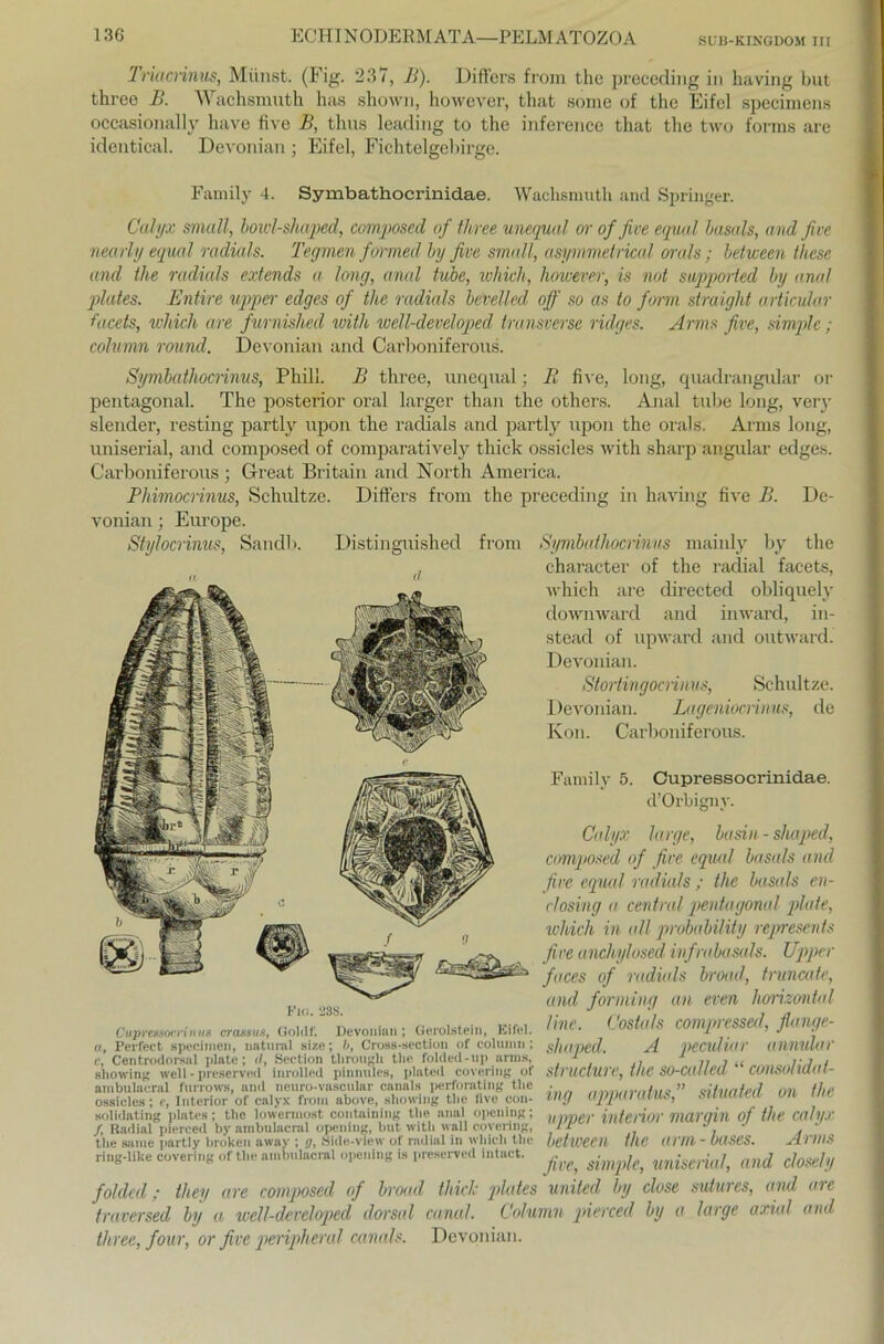 Triacnnus, Münst. (Fig. 237, B). DifFers from the preceding in liaving but three B. Wachsmuth has shown, however, that some of thc Eifel specimens occasionally have five B, thus leading to the inference that the two forms are identical. Devonian ; Eifel, Fichtelgebirge. Family 4. Symbathocrinidae. Wachsmuth and Springer. Calyx small, bowl-shaped, composed of three unequal or of five equal basals, a nd five nearly equal radials. Tegmen formed by five small, asymmelricaf orals; between these and the radials extends a lang, anal tube, whicli, however, is not supporled by anal plates. Entire upper edges of the radials bevelled off so as to form straight articular t'acets, which are furnished with well-developed transverse ridges. Arms five, simple; column round. Devonian and Carboniferous. Symbathocnnns, Phill. B three, unequal; R five, long, quadrangular or pentagonal. The posterior oral larger than the others. Anal tube long, veiy slender, resting partly upon the radials and partly upon the orals. Arnis long, uniserial, and composed of comparatively tliick ossicles with sharp angular edges. Carboniferous ; Great Britain and North America. Phimocrinus, Schultze. DifFers from the preceding in liaving five B. De- vonian ; Eiuope. Stylocnnus, Sandb. Distinguished from Symbathocrinus mainly by the , c-haracter of the radial facets, fl ll # # 7 which are directed obliquely downward and inward, in- stead of upward and outward. Devonian. Stortingocnnus, Schultze. Devonian. Lagcniocrinus, de Kon. Carboniferous. Family 5. Cupressocrinidae. d’Orbigny. Calyx large, basin - shaped, composed of five equal basals and five equal radials ; the basals eil- et osing a central pentagonal plate, which in all probability represents five anchylosed infrabasals. Upper faces of radials broad, frunmte, and forming an ereil horizontal 1 ine. Costa/s compressed, flange- shaped. A peculiar annulier structure, thc so-cal/ed “ consolidat- __ _ ing apparatus,” situated on the solidatiiig plates; the loweniiost containing the anal opeuing; uinteiior maraill of the Cah/X f Radial pierced by ambulacral opening, but with wall covering, ir , , the sinne partly broken awav ; g, Side-vlew of radial in which the betweeil the arm - OllSeS. A rillS ring-like covering of the ambulacral opeuing is preserved intact. ^ (md dosely foldcd; they are composed of broad thich plates United by close sutures, and are traversed by a well-developed dorsal canul. Column pierced by a large axial and three, four, or five peripheral canals. Devonian. Fkj. :3S. Devonian Gerolstein, Eifel. CupreäsocriiiHS crossub, Goldf. a, Perfect specimen, natural size; l>, Cross-section of column; c, Centrodorsal plate; d, Section tbrougli the folded-up arins, showing well-preserved inrolled pinnules, plated covering of ambulacral furrows, and neuro-vascular canals perforating the ossicles; e, Interior of calyx from above, showing the live con-