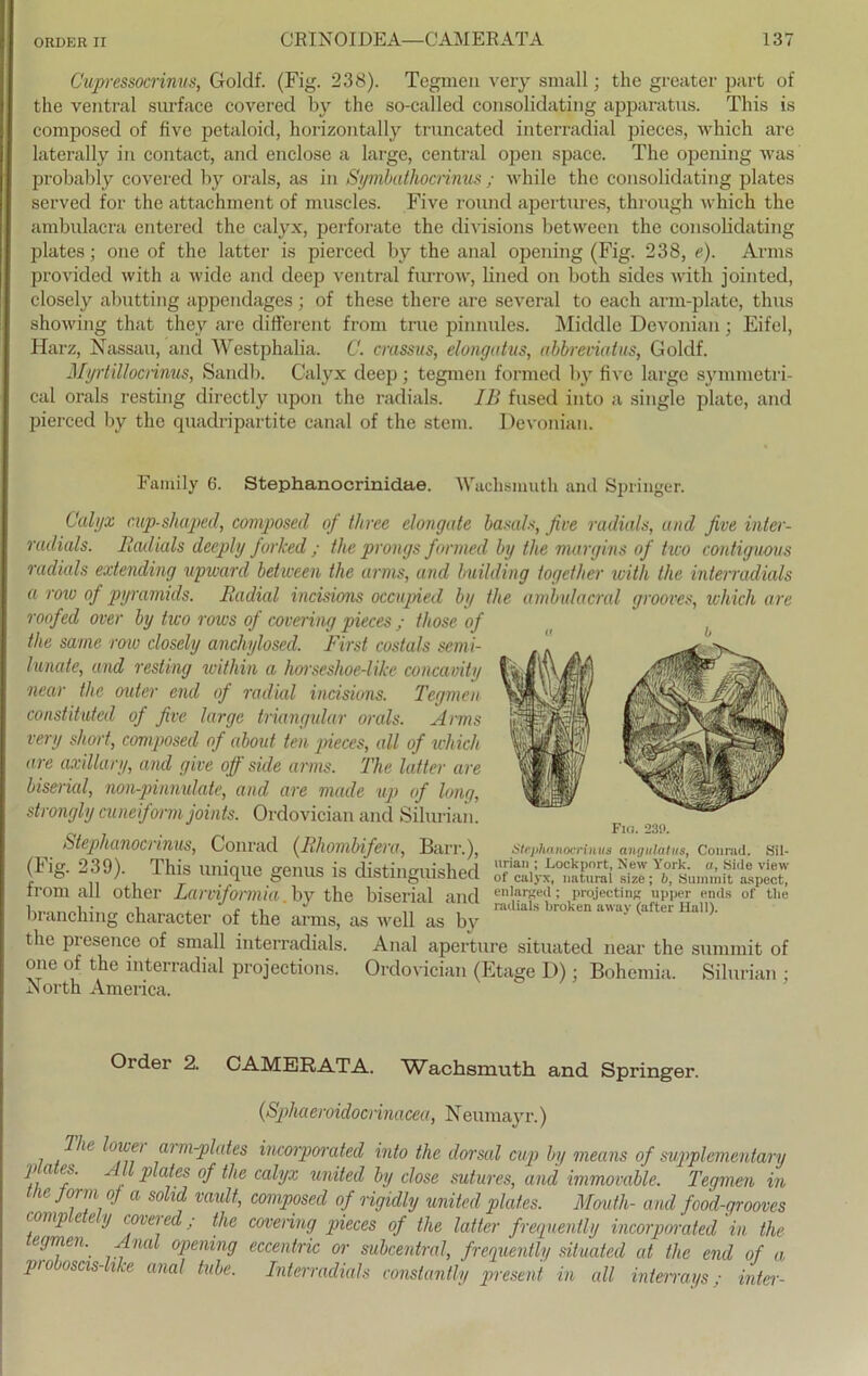 Cupressocrinus, Goldf. (Fig. 238). Tegmen very small; the greater part of the ventral surface covered by the so-called consolidating apparatus. This is composed of five petaloid, horizontally truncated interradial pieces, which are laterally in contact, and enclose a large, central open space. The opening was probably covered by orals, as in Symbathocrinus ; while the consolidating plates served for the attachment of muscles. Five round apertures, through which the ambulacra entered the calyx, perforate the divisions between the consolidating plates; one of the latter is pierced by the anal opening (Fig. 238, e). Arms provided with a wide and deep ventral furrow, lined on both sides with jointed, closely abutting appendages; of these there are several to each arm-plate, thus showing that they are different from true pinnules. Middle Devonian; Eifel, Harz, Nassau, and Westphalia. C. crassus, elongatus, abbreviatus, Goldf. Myrtillocrinus, Sandb. Calyx deep; tegmen formed by five large symmetri- cal orals resting directly upon the radials. IB fused into a single plate, and pierced by the quadripartite canal of the stem. Devonian. Family 6. Stephanocrinidae. Waclismuth and Springer. Calyx cup-shaped, composed of tliree elongate basals, five radials, and five inter- radials. Radials deeply forked ; the prongs formed by the margins of tico contiguous radials extending npward between the arms, and building togetlier with the interradials a row of pyramids. Radial incisions occupied by the ambulacral grooves, which are roofed over by tico rows of covering pieces ; tliose of the same row closely anchylosed. First costals semi- lunate, and resting within a horseshoe-like concavity near the outer end of radial incisions. Tegmen constituted of five large triangulär orals. Arms very short, composed of about ten pieces, all of which are axillary, and give off side arms. The latter are biserial, non-pinnulate, and are made up of long, strongly cuneifonn joints. Ordovician and Silurian. Stephanoci inus, Conrad (Rhombifera, Barr.), stepnanocrinus angular (Kg. 230). This unique ge,ms is distinguished SÄ SÄ „„c. from all other Larviformia bv the biserial and ; projectins upper ends of the ^ i , r . i ,, radials broken awuy (after Hall). bianching character of the arms, as well as by the presence of small interradials. Anal aperture situated near the sununit of one of the interradial projections. Ordovician (Etage D); Bohemia. Silurian ; North America. Fig. 231). Steplianocrinus angulatus, Conrad. Sil- in n • f nnL-nnrf Vnrl- n Uirla a, Side view Sumrait aspect, Order 2. CAMERATA. Wachsmuth and Springer. (Sphaeroidocnnacea, Neumayr.) i ;fl? mT>^es incorporated into the dorsal cup by means of supplementary ]> a es. ^ plates of the calyx united by dose sutures, and immovable. Tegmen in me form 0f a solid vault, composed of rigidly united plates. Mouth- and food-grooves comp e e y tovei ed; the covenng pieces of the latter frequenlly incorporated in the egmen. Anal opening eccentric or subcentral, freguently situated at the end of a pro osets- ike anal tabe. Interradials constantly present in all intenays; inten--