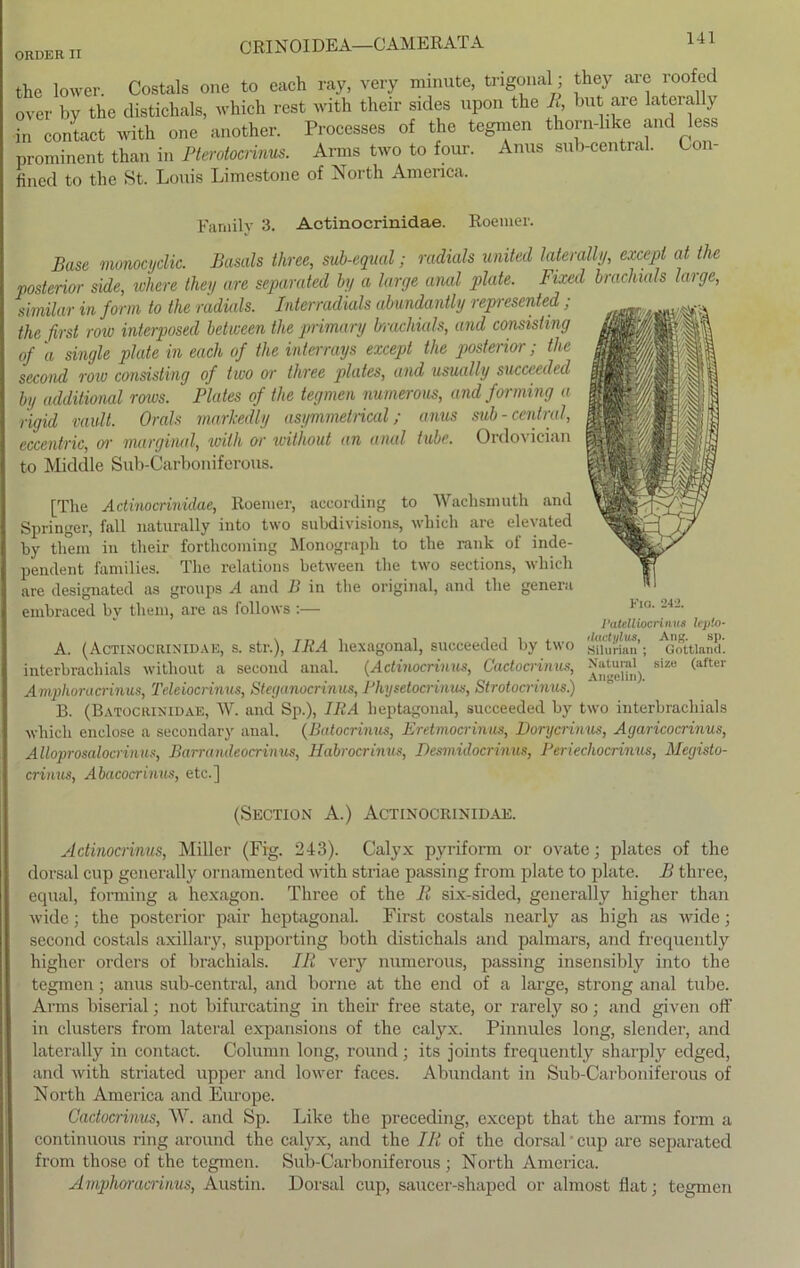 ORDER II the lower. Costals one to each ray, very minute, trigonal; they are roofed over by the distichals, which rest with their sides upon the R, but are laterally in contact with one another. Processes of the tegmen thorn-like and less prominent than in Pterotocrinus. Arms two to four. Anus sub-central. Con- fined to the St. Louis Limestone of North America. at the large, Family 3. Actinocrinidae. Roemer. Base monocyclic. Basals three, sub-equal; radials United laterally, except posterior side, where they are separated by a large anal plate. Fixed bracliials similar in form to the radials. Tnterradials abundantly represented ; the first row interposed between the primary Wachials, and consisting of a single plate in euch of the interrays except the posterior; the second roiu consisting of two or three plates, and usually succeeded by additional rows. Plates of the tegmen numerous, and forming a rigid fault. Orals markedly asymmetrical; anus sub- central, eccentric, or marginal, with or without an anal tube. Ordovician to Middle Sub-Carboniferous. [The Actinocrinidae, ltoemer, aceording to Wachsmutli and Springer, fall naturally into two subdivisions, which are elevated by tliem in their forthcoming Monograph to the rank of inde- pendent families. The relations between the two sections, which are designated as groups A and B in the original, and the genera embraced by tliem, are as follows :— A. (Actinocrinidae, s. str.), lliA hexagonal, succeeded by two interbrachials without a second anal. (Actinocrinus, Cactocrinus, siz« <afteI Amphoracrinus, Teleiocnnus, Steganocrinus, Physetocrinm, Strotocrinus.) B. (Batocrinidae, W. and Sp.), IRA beptagonal, succeeded by two interbrachials which enclose a secondary anal. (Batocrinus, Eretmocrinus, Dorycrinus, Agaricocrinus, Alloprosalocrinus, Barrandeocrinus, Habrocrinus, Desmidocrinus, Periechocrinus, Megisto- crinus, Abacocrinus, etc.] FlO. 242. Patelliocrinu8 lepio- dactylus, Ang. sp. Siluria» ; Gottland. (Section A.) Actinocrinidae. Actinocrinus, Miller (Fig. 243). Calyx pyriform or ovate; plates of the dorsal cup generally ornamented with striae passing from plate to plate. B three, equal, forming a hexagon. Three of the R six-sided, generally higher than wide; the posterior pair heptagonal. First costals nearly as high as wide; second costals axillary, supporting both distichals and palmars, and frequently higher Orders of brachials. Hl very numerous, passing insensibly into the tegmen ; anus sub-central, and borne at the end of a large, strong anal tube. Arms biserial; not bifurcating in their free state, or rarely so; and given off in clusters from lateral expansions of the calyx. Pinnules long, slendcr, and laterally in contact. Column long, round; its joints frequently sharply edged, and with striated upper and lower faces. Abundant in Sub-Carboniferous of North America and Europe. Cactocrinus, W. and Sp. Like the preceding, except that the arms form a continuous ring around the calyx, and the IR of the dorsal' cup are separated from those of the tegmen. Sub-Carboniferous ; North America. Amphoracrinus, Austin. Dorsal cup, saucer-shapcd or almost flat; tegmen