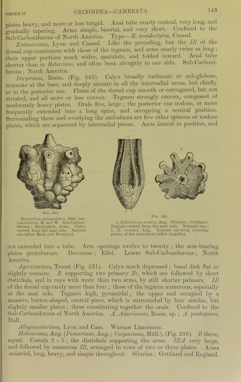 ORDER H CRINOIDEA—CAMERATA plates heavy, and morc or less turgid. Anal tube nearly central, vci} lnng, and gradually tapering. Arms simple, biserial, and very short. Confined to the Sub-Carboniferous of North America. Type—B. icosidactylus, Cassed. Eretmocrinus, Lyon and Cassed. Like the preceding, but the IR of the dorsal cup conti nuous with those of the tegmen, and arms nearly twice as long; their npper portions much wider, spatulate, and folded inward. Anal tube shorter than in Batocrinus, and often bent abruptlv to one side. Sub-Carboni- ferous; North America. Donjcrinus, Koem. (Fig. 245). Calyx broadly turbinate or sub-globose, truncate at the base, and deeply sinuate in all the interradial areas, but chiefly so in the posterior one. Plates of the dorsal cup smooth or corrugated, but not striated, and all more or less convex. Tegmen strongly convex, composed of moderatcly heavy plates. Orals five, large; the posterior onc nodose, or more frequently extencled into a long spine, and occupying a central position. Surrounding these and overlying the ambulacra are five other spinous or nodose plates, which are separated by interradial picces. Anus lateral in position, and FlO. 245. DorycHnns quinqutlobus, Hall, var. /nleniiaUiis, Jl. aml W. Sub-Carlion- iferous ; llurlington, Iowa. Calyx viewed from the anai side. Natural size (after Meck and Wortlien). II Fi«. 240. u, Hahrocriiius comtvs, Ang. Silurian ; Gottland. Tegmen viewed from tlie anal side. Natural size ; b, II. ornatus, Ang. Tegmen showhig covering pieces of the ambulacra (after Angelin). not extended into a tube. Arm openings twelve to twenty; the arm-bearing plates protuberant. Devonian; Eifel. Lower Sub-Carboniferous; North America. Agaricocrinus, Troost (Fig. 231). Calyx much depressed ; basal disk flat or slightly concave. Ii supporting two primary Br, which are followed by short distichals, and in rays with more than two arms, by still shorter palmars. IR of the dorsal cup rarely more than four; those of the tegmen numerous, especially at the anal side. Tegmen high, pyramidal; the upper end occupied by a massive, button-shaped, central piece, which is surrounded by four similar, but slightly smaller plates ; these constituting together the orals. Confined to the Sub-Carboniferous of North America. A. Americanus, Koem. sp. • A. pentagonus, Hall. Alloprosalocnnus, Lyon and Cass. Warsaw Limestone. Ilabrocnnus, Ang. (Piunocrinus, Ang.; Carpocnnus, Müll.), (Fig. 24G). B tliree, equal. Costals 2x5; the distichals supporting the arms. IRA very large, and followed by numerous IR, arranged in rows of two or three plates. Arms uniserial, long, heavy, and simple throughout. Silurian ; Gottland and England.