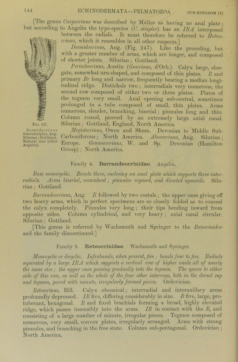 SUB-KINGDOM III [Ihe genus Carpocrinus aviis described by Müller as having no anal plate ; Imt according to Angclin the typc-specics (C. Simplex) has an IBA interposed bctween tlic radials. It must thercforc bc referred to Metbro- crinus, which it rcsembles in all otlier respects.] Desmidocrinus, Ang. (big. 247). Like the preceding, but with a greater nnmber of arms, which are longer, and composed of shorter joints. Silurian ; Gottland. Periechocrinus, Austin (ßeocnnus, d’Orb.) Calyx large, elon- gate, somewhat urn-shaped, and composed of thin plates. II and primary Br long and narrow, frequently bearing a median longi- tudinal ridgc. Distichals two; interradials very nnmerous, the second row composed of either two or three plates. Plates of the tegmen very small. Anal opening sub-central, sometimcs prolonged in a tube composed of small, thin plates. Arms numerous, slender, branching, biserial ; pinnules long and thin. Column round, pierced by an extremely large axial canal. Silurian; Gottland, England, North America. Megistocrinus, Owen and Shum. Devonian to Middle Sub- Carboniferous; North America. Abacocrinus, Ang. Silurian; Europe. Gennaeocrinus, W. and Sp. Devonian (Hamilton Group); North America. Fig. 247. Desmid ocri n u s hetcrodadylus, Ang. Silurian; Gottland. Natural size (at'ter Angelin). Family 4. Barrandeocrinidae. Angelin. Base monocyclic. Basals three, enclosing an anal plate which Supports three inter- radials. Arms biserial, recumbent; pinnules exposed, and direded upivards. Silu- rian ; Gottland. Barrandeocrinus, Ang. II followed by two costals; the upper ones giving off two heavy arms, which in perfect specimens are so closely folded as to conceal the calyx completely. Pinnules very long; their tips bending inward from opposite sides. Column cylindrical, and very heavy; axial canal circular. Silurian; Gottland. [This genus is referred by Wachsmuth and Springer to the Batocrinidae and the family discontinued.] Family 5. Reteocrinidae. Wachsmuth and Springer. Monocyclic or dicyclic. Infrabasals, when present, five ; basals fourto Jive. Radials separated by a large IRA which supports a vertical row of higher anals all of nearly the same size; the upper ones passing gradually into the tegmen. The spaces to either siele of this row, as well as the whole of the four other interrays, both in the dorsal cvp and tegmen, paved with minute, irregularly formed pieces. Ordovician. Iieteocrinus, Bill. Calyx obconical; interradial and interaxillary areas profoundly depressed. IB five, differing considerably in size. B five, large, pro- tuberant, hexagonal. R and fixed brachials forming a broad, highly elevated ridge, which passes insensibly into the arms. IR in contact with the B, and consisting of a large number of minute, irregulär pieces. Tegmen composed of numerous, very small, convex plates, irregularly arranged. Arms with strong pinnules, and branching in the free state. Column sub-pentagonal. Ordovician ; North America.