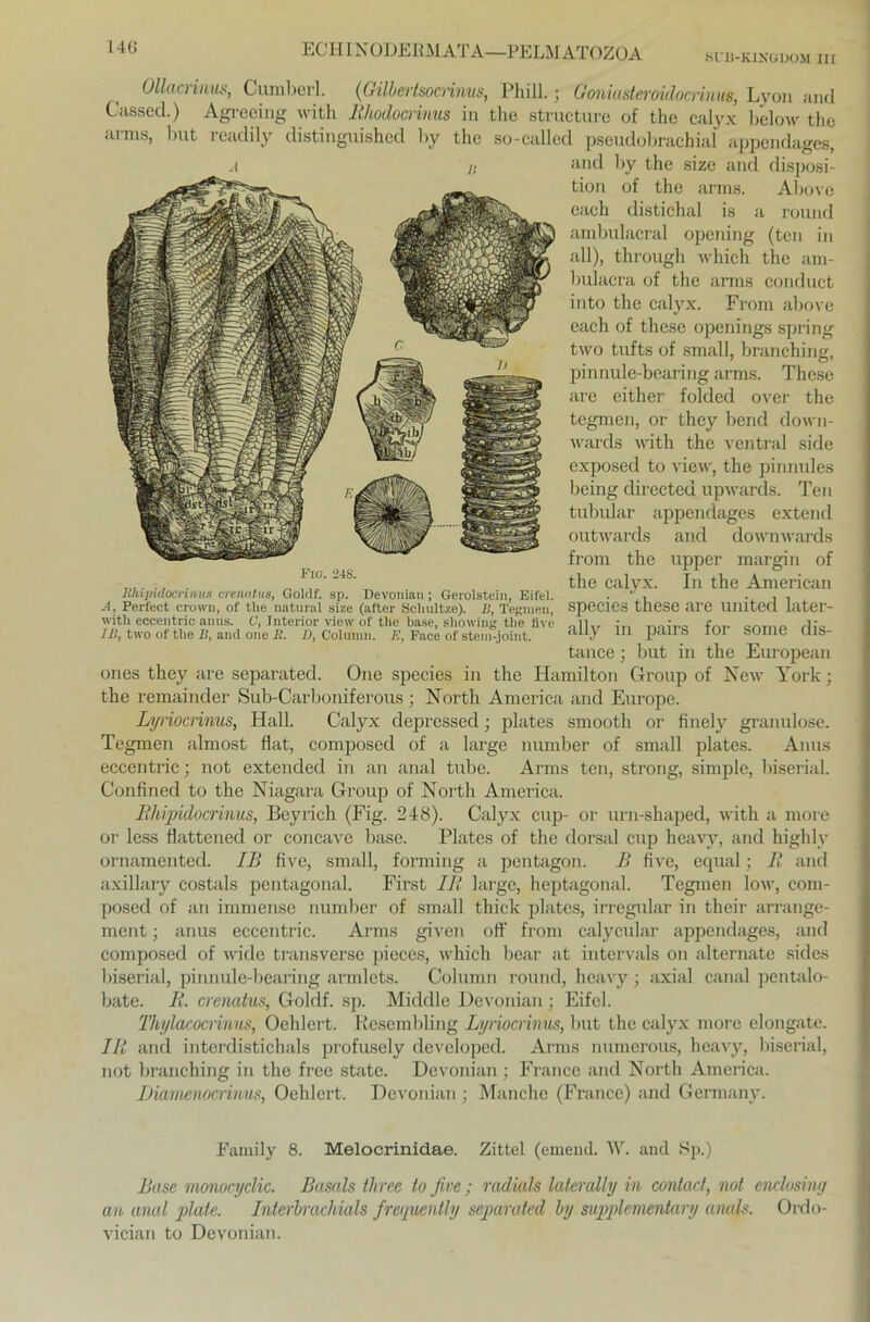 SUli-KINGDOil Ilt Ollacrinus, Cumberl. (Gilbcrtsocnmis, Phill.; Goniasteroidocrinue, Lyon and Cassed.) Agreeing with Rhodomnus in the structure of the calyx below the arms, but readily distinguished by the so-called pseudobrachial appendages, ones they are separated. One species in the Hamilton Group of New York; the remainder Sub-Carboniferous; North America and Europe. Lyriocrinus, Hall. Calyx depressed • plates smooth or finely granulöse. Tegmen almost flat, composed of a large number of small plates. Anus eccentric; not extended in an anal tube. Arms ten, strong, simple, biserial. Confined to the Niagara Group of North America. Rhipidocrinus, Beyrich (Fig. 248). Calyx cup- or urn-shaped, with a more or less flattened or concave base. Plates of the dorsal cup heavy, and highly ornamented. IB five, small, forming a pentagon. B flve, equal; R and axillary costals pentagonal. First IR large, heptagonal. Tegmen low, com- posed of an immense number of small thick plates, irregulär in their arrange- ment; anus eccentric. Arms given off from calycular appendages, and composed of wide transverse pieces, which bear at intervals on alternate sides liiserial, pinnule-bearing armlets. Column round, heavy; axial canal pentalo- bate. R. crenatus, Goldf. sp. Middle Devonian; Eifel. Thylacocrinus, Oehlert. Resembling Lyriocrinus, but the calyx more elongate. IR and interdistichals profusely developed. Arms numerous, heavy, biserial, not branching in the free state. Devonian ; France and North America. Diamenocrinus, Oehlert. Devonian ; Manche (France) and Germany. Bose monocyclic. Basals three to five; radials laterally in contact, not enclosing an anal plate. Interbrachials frequently separated by supplementary anals. Ordo- vician to Devonian. Fic. 24S. WiimrlnM'in.iis nrp.nntns fJnlrif «n Dovrminn • Gomlofoin V;l and by the size and disposi- tion of the arms. Above each distichal is a round ambulacral opening (ten in all), through which the am- bulacra of the arms conduct into the calyx. From above each of these openings spring two tufts of small, branching, pinnule-bearing arms. These are either folded over the tegmen, or they bend down- warcls with the ventral side exposed to view, the pinnules being directeu upwards. Ten tubulär appendages extend outwards and downwards from the upper margin of the calyx. In the American ally in pairs for some dis- tance; liut in the European