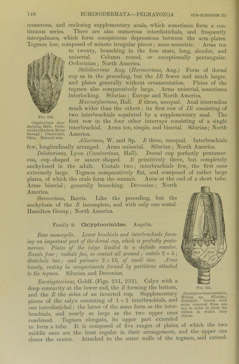 8UB-KINGD0M III numerous, and enclosing snpplementary anals, which sometimes form a con- tinuous series. There are also numerous interdistichals, and frequently interpalmars, which form conspicuous depressions between the arm-plates. Tegmen low, composed of minute irregulär pieces; anus eccentric. Arms ten to twenty, branching in the free state, long, slender, and uniserial. Column round, or exceptionally pentangular. Ordovician; North America. Stelidiocrinus Ang. (Ilarmocrinus, Ang.) Form of dorsal cup as in the preceding, but the IR fewer and much larger, and plates generally without ornamentation. Plates of the tegmen also comparatively large. Arms uniserial, sometimes interlocking. Silurian ; Europe and North America. Macrostylocrinus, Hall. B three, unequal. Anal interradius much wider than the others; its first row of IR consisting of two interbrachials separated by a supplementary anal. The first row in the four other interrays consisting of a single interbrachial. Arms ten, simple, and biserial. Silurian; North America. Allocrinus, W. and Sp. B three, unequal. Interbrachials few, longitudinally arranged. Arms uniserial. Silurian ; North America. Dolatocrinus, Lyon (Oaeabocrinus, Hall). Dorsal cup perfectly pentamer- ous, cup-shaped or saucer-shaped. B primitively three, but completely anchylosed in the adult. Costals two; interbrachials few, the first ones extremely large. Tegmen comparatively flat, and composed of rather large plates, of which the orals form the summit. Anus at the end of a short tube. Arms biserial; generally branching. De vornan; North America. Stereocrinus, Barris. Like the preceding, but the anchylosis of the B incomplete, and with only one costal. Hamilton Group ; North America. Family 9. Calyptocrinidae. Angelin. Base monocyclic. Loiver brachials and interbrachials form- ing an important pari of the dorsal cup, which is perfectly penta- merous. Plates of the calyx limited to a definite number. Basals four; radials five, in contad all around ; costals 2x5; distichals two; and palmars 2 x 10, of small size. Arms twenty, resting in compartments formed by partitions attached to the tegmen. Silurian and Devonian. Eucalyptocrinus, Goldf. (Figs. 251, 252). Calyx with a deep concavity at the lower end, the B forming the bottom, fig. 251. and the R the sides of an inverted cup. Supplementary pieces of the calyx consisting of 1 x 2 interbrachials, and Gottland. Crown witil one interdistichal; the lattcr of the same form as the inter- ray in Order to show tlie brachials, and nearly as large as the two upper ones ^hea in which they combined. Tegmen elongate, its upper part extended to form a tube. It is composed of five ranges of plates, of which the two middle ones are the least regulär in their arrangement, and the upper one closes the centre. Attached to the outcr walls of the tegmen, and extend- F10. 250. Glyptocrinus dcca- dactylus, Hall. Ordo- vician (Hudson River Group) ; Cincinnati, Ohio. Natural size.