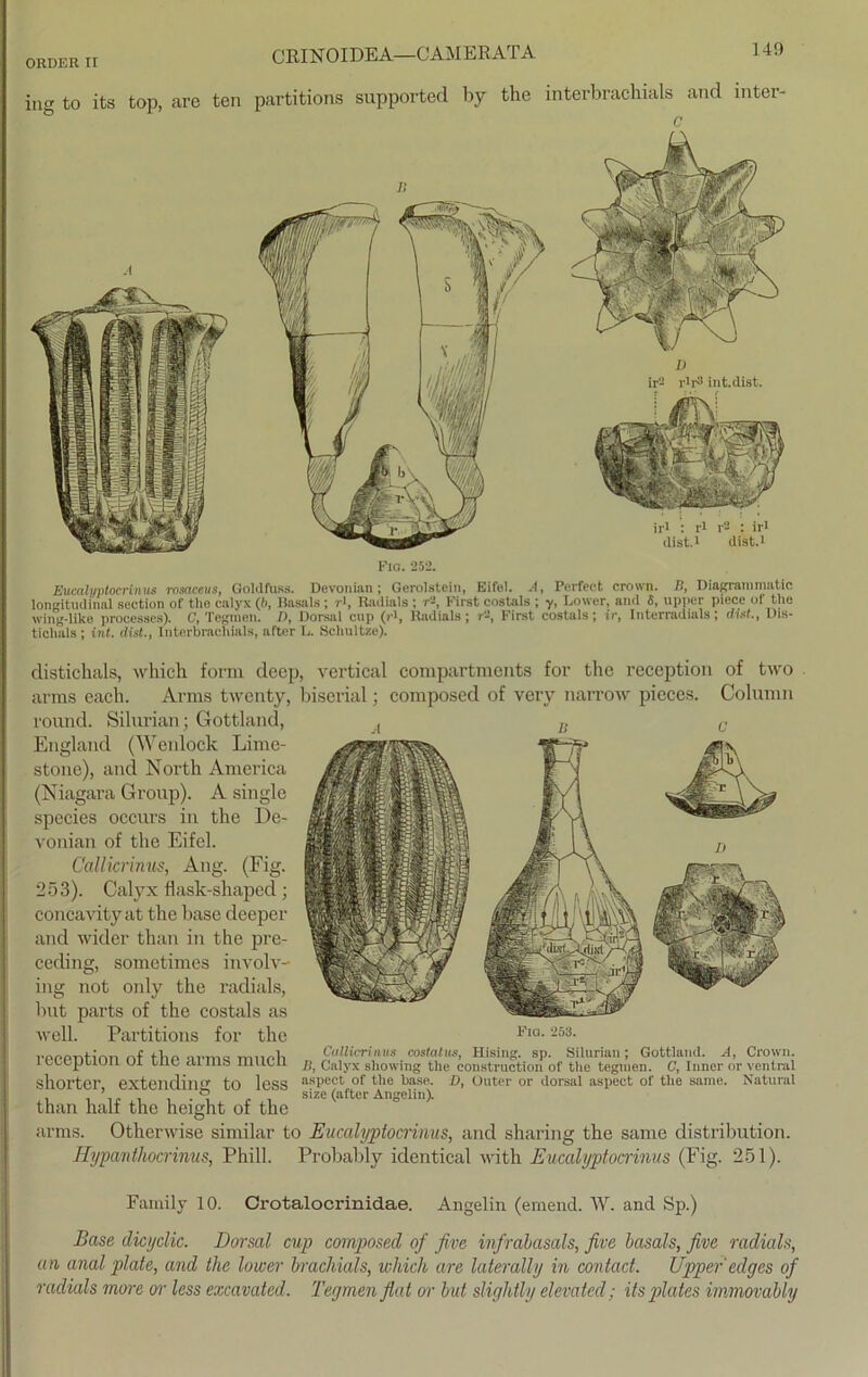 ing to its top, are ten CRINOIDEA—CAMERATA 149 partitions supported by the interbracbials and inter- c Fig. 252. Eucalyptocrinus rosaceus, Goldfuss. Devonian; Gerolstein, Eifel. -•(, Perfect Crown. IS, Diagrainmatic longitudinal section of the calyx (b, Basals ; ?J, Radiais ; r-, First costals ; y, Lower, and 8, upper piece of the wing-like processes). C, Tegmen. />, Dorsal cup (ri, Radiais; ?-2, First costals; ir, Interradiais; dist., Dis- tichals; int. dist., Interbrachials, after L. Schultze). D ir- r'r3 int.dist. distichals, which form deep, vertical compartments for the reception of two arms each. Arms twenty, biserial; composed of very narrow pieces. Column round. Silurian; Gottland, , c England (Wenlock Lime- stone), and North America (Niagara Group). A single species occurs in the De- vonian of the Eifel. Callicrinus, Ang. (Fig. 253). Calyx flask-shaped; concavityat the base deeper and wider than in the pre- ceding, sometimes involv- ing not only the radials, but parts of the costals as well. Partitions for the reception of the arms much shorter, extending to less than half the height of the arms. Othenvise similar to Eucalyptocrinus, and sharing the sarne distribution. Hypanthocrinus, Phill. Probably identical with Eucalyptocrinus (Fig. 251). Fig. 253. Cullicrinm costatus, Hising. sp. Silurian; Gottland. A, Crown. ß, Calyx showing the construction of the tegmen. C, Inner or ventral aspect of the base. D, Outer or dorsal aspect of the same. Natural size (after Angelin). Family 10. Crotalocrinidae. Angelin (emend. W. and Sp.) Base dicyclic. Dorsal cup composed of five infrabasals, five basals, five radials, an anal plate, and the lower brachials, which are laterally in contact. Upper'edges of radials more or less excavated. Tegmen flat or but slightly elevated; itsplatcs immovably