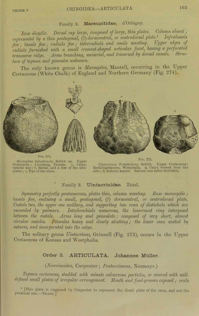 Family 2. Marsupitidae. d’Orbigny. Base (lici/clic. Dorsal cup large, composed of large, thin plates. Column absent ; represented by a Mn pentagona1, (?) dorsocentral, or centrodorsal plate.1 Infrabasals fixe; basals fixe; radiale fixe; interradials and anals wanting. Upper edges of radials furnished with a small crescent-shaped articular facet, having a perforated transxerse ridge. Arms branching, uniserial, and traversed by dorsal canals. Struc- ture of tegmen and pmnvles unhnown. The only known genus is Marsupites, Mantell, occurring in the Upper Cretaceous (White Chalk) of England and Northern Germany (Fig. 274). Fio. 274. Marsupites lest udinaris, Schlot, sp. Upper Cretaceous ; Liineburg, Prussia. , Calyx, natural size; b, Radial, and a few of the arin- plates ; c, Tips of the arins. a Fio. 275. Uintacrinus 1 VcMphalicus, Scliliit. Upper Cretaceous; Recklingshansen, Westphalia. a, Calyx viewed from the side ; b, Inferior aspect. Natural size (after Schlüter). Family 3. Uintacrinidae. Zittel. Symmetry perfectly peniamerous, plates Mn, column wanting. Base monocyclic ; basals fixe, enclosing a small, pentagonal, (?) dorsocentral, or centrodorsal plate. Costals two, the upper one axülary, and snpporting two rows of distichals which are succeeded by palmars. Interbrachials numerous, the lowermost ring interposed between the costals. Arms long aiul pinnulate; composed of xery short, almost circular ossicles. Pinnules heaxy and closely abutting; the lower ones united by sutures, and incorporated into the calyx. The solitary genus Uintacrinus, Grinnell (Fig. 275), occurs in the Upper Cretaceous of Kansas and Westphalia. Order 5. ARTICULATA. Johannes Müller. (Neocrinoidea, Carpenter; Pentacrinacea, Neumayr.) Tegmen coriaceous, studded with minute calcareous particles, or coxered with well- defined small plates of irregulär arrangement. Mouth and food-grooxes exposed ; orals 1 [This plate is supposed by Carpenter to represent the distal plate of the stem, and not the proximal one.—Than's. ]