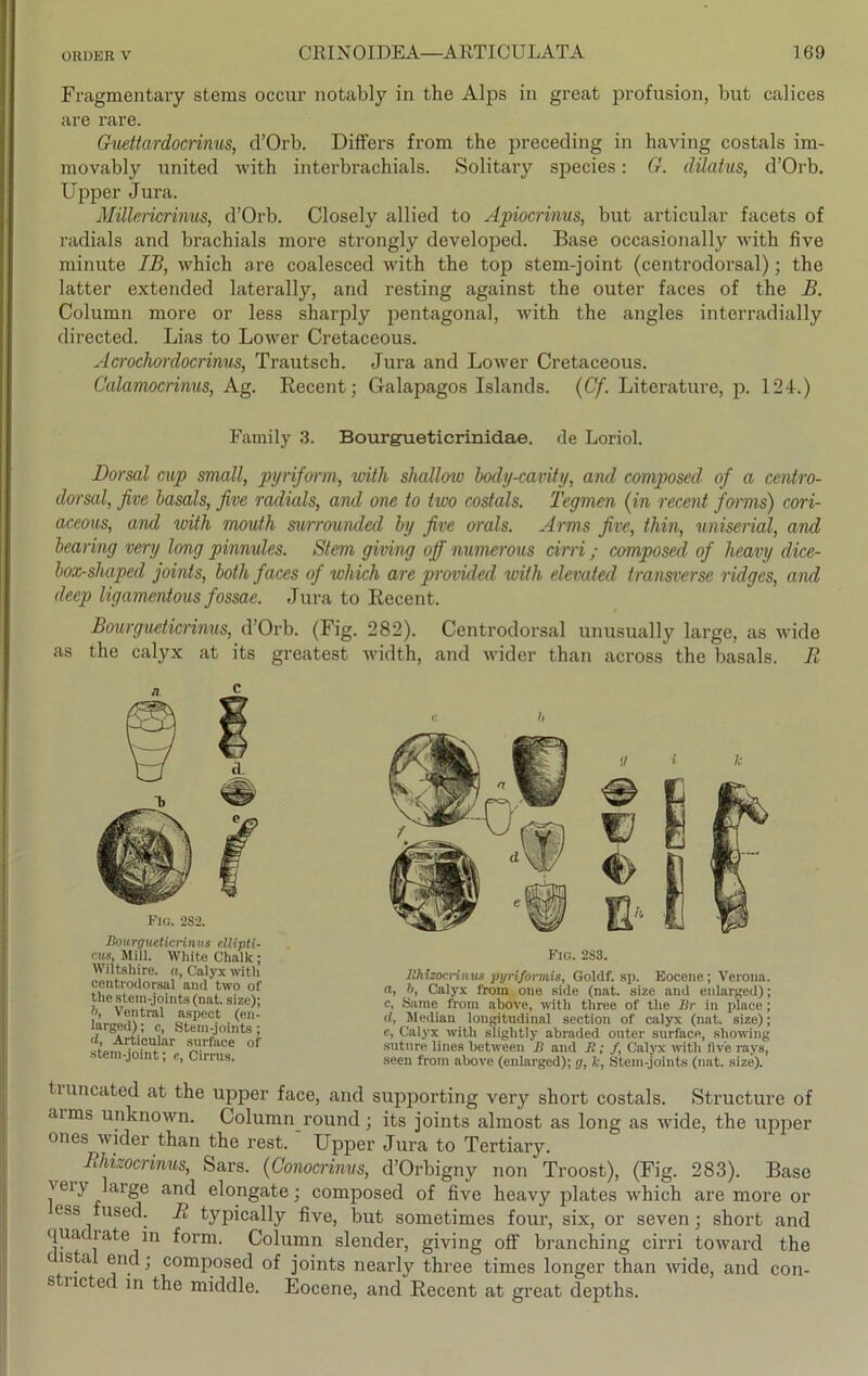 Fragmentary stems occur notably in the Alps in great profusion, but calices are rare. Guettardocrinus, d’Orb. Differs from the preceding in having costals im- movably United with interbrachials. Solitary species: G. dilatus, d’Orb. Upper Jura. Millericrinus, d’Orb. Closely allied to Apiocrinus, but articular facets of radials and brachials more strongly developed. Base occasionally with five minute IB, which are coalesced with the top stem-joint (centrodorsal); the latter extended laterally, and resting against the outer faces of the B. Column more or less sharply pentagonal, with the angles interradially directed. Lias to Lower Cretaceous. Acrochordocrinns, Trautsch. Jura and Lower Cretaceous. Calamocrinus, Ag. Recent; Galapagos Islands. (Cf. Literature, p. 124.) Family 3. Bourgueticrinidae. de Loriol. Dorsal cup small, pyriform, with shallow body-cavity, and composed of a centro- dorsal, five basals, five radials, and one to iwo costals. Tegmen (in recent forms) cori- aceous, and with mouth surrounded by five orals. Arms five, thin, uniserial, and bearing very long pinnules. Stern giving off numerous cirri; composed of heavy clice- box-shaped joints, both faces of which are provicled with elevated transverse ridges, and deep ligamentous fossae. Jura to Recent. Bourgueticrinus, d’Orb. (Fig. 282). Centrodorsal unusually large, as wide as the calyx at its greatest width, and wider than across the basals. R Fig. 2S2. Bourgueticrinus ellipti- ms, Mill. White Chalk ; Wiltshire. a, Calyx with centi-odorsal and two of the stem-joints (nat. size); !>i Ventral aspeot (en- larged); c, Stem-joints ; d, Articular surface of stem-joint; e, Cirrus. c b Fig. 2S3. Rhiiocrinus pyriformis, Goldf. sp. Eocene; Verona. a, h, Calyx from one side (nat. size and enlarged); c, Same from above, with tliree of the Br in place ; tl, Median longitudinal section of calyx (nat. size); c, Calyx with sliglitly abraded outer surface, sliowing suture lines between B and R ; f, Calyx with five rays, seen from above (enlarged); g, k, Stem-joints (nat. size). luncated at the upper face, and supporting very short costals. Structure of arms unknown. Column round ; its joints almost as long as wide, the upper ones wider than the rest. Upper Jura to Tertiary. Rhizocrinus, Sars. (Conocrinus, d’Orbigny non Troost), (Fig. 283). Base ^ei> 'Gge and elongate; composed of five heavy plates which are more or ess used. R typically five, but sometimes four, six, or seven; short and qua late in form. Column slender, giving off branching cirri toward the t ista end; composed of joints nearly three times longer than wide, and con- s ncted in the middle. Eocene, and Recent at great depths.