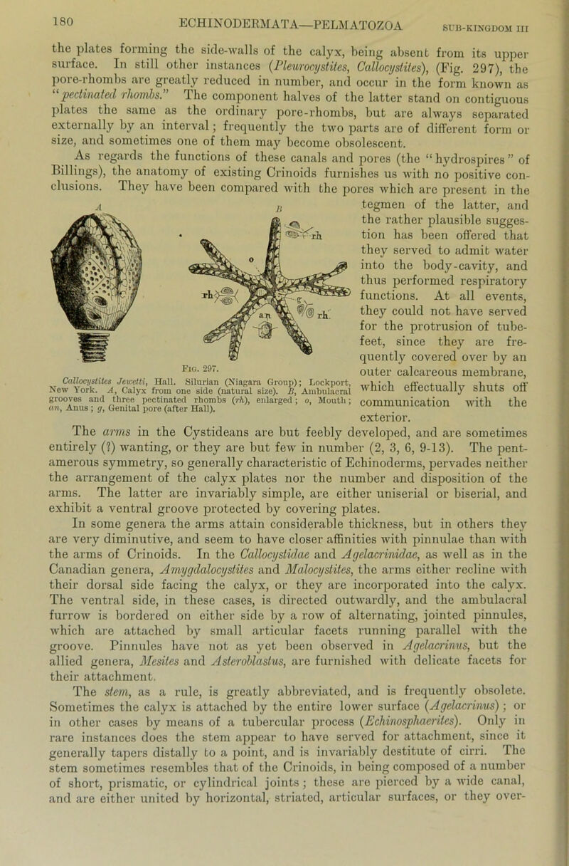 SÜB-KINGDOM III Fio. 297. Callocystites Jewetti, Hall. Silurian (Niagara Group); Lockport, New York. A, Calyx from one siele (natural size). 11, Ambulaeral grooves and three pectinated rhombs (rh), enlarged; o, Moutli; an, Anus ; g, Genital pore (after Hall). the plates forming the side-walls of the calyx, being absent front its upper surface. In still other instances (Pleurocystiies, Callocystites), (Fig. 297), the pore-rhombs are greatly reduced in number, and occur in the form known as “pectinated rhombs.” The component halves of the latter stand on contiguous plates the same as the ordinary pore-rhombs, but are always separated externally by an interval; frequently the two parts are of different form or size, and sometimes one of them may become obsolescent. As regards the functions of these canals and pores (the “ hydrospires ” of Billings), the anatomy of existing Crinoids furnishes us with no positive con- clusions. They have beeil compared with the pores which are present in the tegmen of the latter, and the rather plausible Sugges- tion has been offered that they served to admit water into the body-cavity, and thus performed respiratory functions. At all events, they could not have served for the protrusion of tube- feet, since they are fre- quently covered over by an outer calcareous membrane, which effectually shuts off communication with the exterior. The arms in the Cystideans are but feebly developed, and are sometimes entirely (?) wanting, or they are but few in number (2, 3, 6, 9-13). The pent- amerous symmetry, so generally characteristic of Echinoderms, pervades neither the arrangement of the calyx plates nor the number and disposition of the arms. The latter are invariably simple, are either uniserial or biserial, and exhibit a ventral groove protected by covering plates. In some genera the arms attain considerable thickness, but in others they are very diminutive, and seem to have closer affinities with pinnulae than with the arms of Crinoids. In the Callocystidae and Agelacrinidae, as well as in the Canadian genera, Amygdalocystites and Malocystites, the arms either recline with their dorsal side facing the calyx, or they are incorporated into the calyx. The ventral side, in these cases, is directed outwardly, and the ambulaeral furrow is bordered on either side by a row of alternating, jointed pinnules, which are attached by small articular facets running parallel with the groove. Pinnules have not as yet been observed in Agelacrinus, but the allied genera, Mesiles and Asteroblastus, are furnished with delicate facets for their attachment. The siem, as a rule, is greatly abbreviated, and is frequently obsolete. Sometimes the calyx is attached by the entire lower surface (Agelacrinus); or in other cases by means of a tubercular process (Echinosphaeritcs). Only in rare instances does the stem appear to have served for attachment, since it generally tapers distally to a point, and is invariably destitute of cirri. The stem sometimes resembles that of the Crinoids, in being composed of a number of short, prismatic, or cylindrical joints; these are pierced by a wide canal, and are either united by horizontal, striated, articular surfaces, or they over-