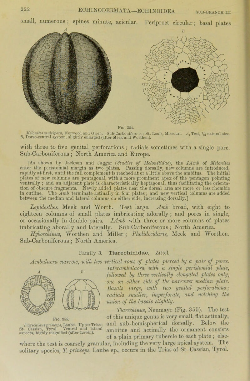 SÜB-BRANCH III small, numerous ; spines minute, acicular. Periproct circular; basal plates Fio. 354. Melonites multipora, Norwood and Owen. Sub-Carboniferous ; St. Louis, Missouri. A, Test, l/« natural size. B, Dorso-central System, slightly enlarged (after Meek and Worthen). with three to five genital perforations; radials sometimes with a single pore. Sub-Carboniferous ; North America and Europe. [As shown by Jackson and Jaggar (Studies of Mclonitidae), the lAmb of Melonites enter the peristomial margin as two plates. Passing dorsally, new columns are introduced, rapidly at first, until the full coraplement is reaclied at or a little above the ainbitus. Tlie initial plates of new columns are pentagonal, with a more prominent apex of the pentagon pointing ventrally ; and an adjacent plate is eliaraeteristically lieptagonal, thus facilitating the Orienta- tion of obscure fragments. Newly added plates near the dorsal area are more or less rliombic in outline. The Amb terminate actinally in four plates ; and new vertical columns are added between the median and lateral columns on either side, increasing dorsally.] Lepidesthes, Meek and Worth. Test large. Amb broad, with eight to eighteen columns of small plates imbricating adorally; and pores in single, or occasionally in double pairs. IAmb with three or more columns of plates imbricating aborally and laterally. Sub-Carboniferous ; North America. Hyboecliinus, Worthen and Miller; Pholidocklaris, Meek and Worthen. Sub-Carboniferous; North America. Family 3. Tiarechinidae. Zittel. Ambulacra narrow, with two vertical rows of plates pierced by a pair of pores. Interambulacra with a single peristomial plate, followed by three vertically elongaied plates only, one on either sule of the narrower median plate. Basals large, with two genital perforations ; radials smaller, imperforate, and notching the Union of the basals slightly. Tiarechinus, Neumayr (Fig. 355). The test of this unique genus is very small, flat actinally, and sub-hemispherical dorsally. Below the ambitus and actinally the Ornament consists of a plain primary tubercle to each plate ; else- where the test is coarsely granulär, including the very large apical System. The solitary species, T.princeps, Laube sp., occurs in the Trias of St. Cassian, Tyrol. Fio. 355. Tiarechinus priuccps, Laube. Upper Trias; St. Cassian, Tyrol. Ventral and lateral aspects, higlily magnifled (after Lov6n).