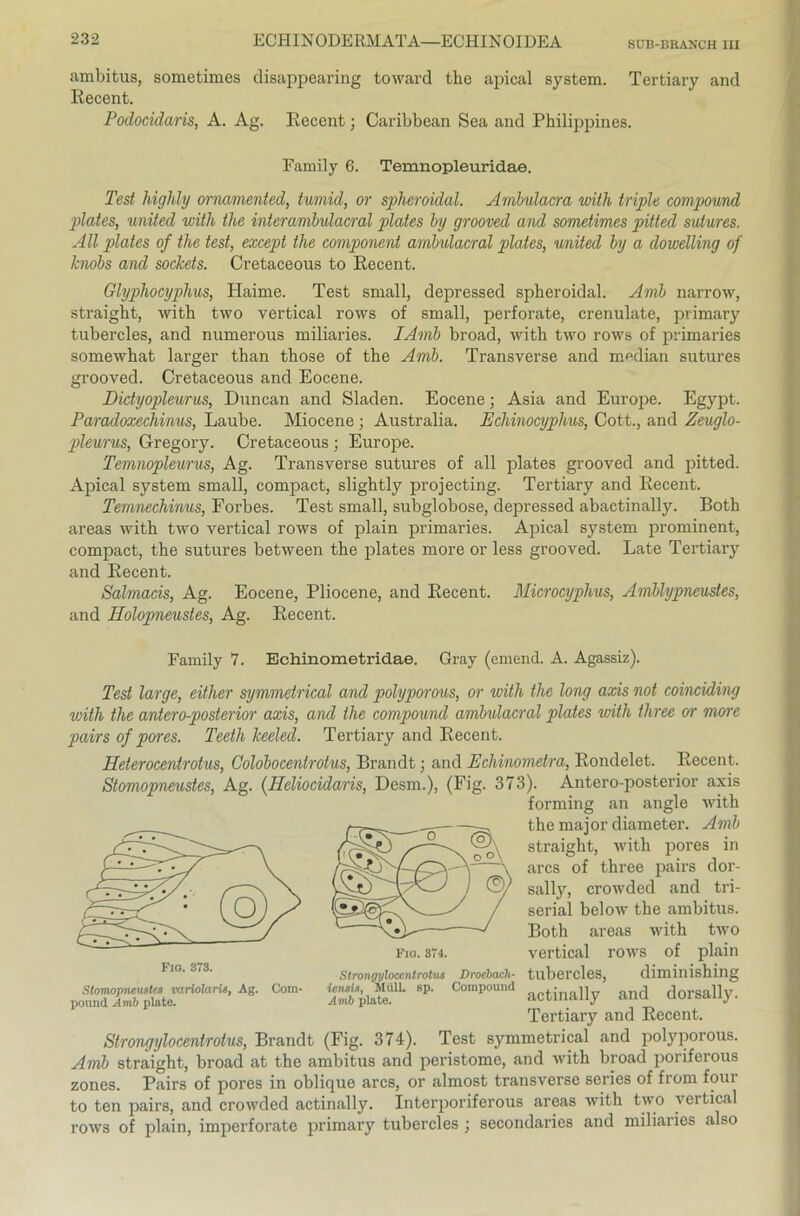 SUB-BRANCH III ambitus, sometimes disappearing toward thc apical System. Tertiary and Recent. Podocidaris, A. Ag. Recent; Caribbean Sea and Philippines. Family 6. Temnopleuridae. Test highly ornamented, tumid, or spheroidal. Ambulacra with triple compound plates, united with the interambulacral plates by grooved and sometimes pilted sutures. All plates of the test, except the component ambulacral plates, united by a dowelling of knobs and sockets. Cretaceous to Recent. Glyphocyphus, Hainie. Test small, depressed spheroidal. Amb narrow, straight, with two vertical rows of small, perforate, crenulate, primary tubercles, and numerous miliaries. IArnb broad, with two rows of primaries somewhat larger than those of the Amb. Transverse and median sutures grooved. Cretaceous and Eocene. Dictyopleurus, Duncan and Sladen. Eocene; Asia and Europe. Egypt. Paracloxechinus, Laube. Miocene ; Australia. Echinocyplms, Cott., and Zeuglo- pleurus, Gregory. Cretaceous ; Europe. Temnopleurus, Ag. Transverse sutures of all plates grooved and pitted. Apical System small, compact, slightly projecting. Tertiary and Recent. Temnechinus, Forbes. Test small, subglobose, depressed abactinally. Both areas with two vertical rows of plain primaries. Apical System prominent, compact, the sutures between the plates more or less grooved. Late Tertiary and Recent. Salmacis, Ag. Eocene, Pliocene, and Recent. Microcyphus, Amblypneusles, and Eolopneustes, Ag. Recent. Family 7. Ecliinometridae. Gray (emend. A. Agassiz). Test large, either symmetrical and polyporous, or with the long axis not coinciding with the antcro-posterior axis, and the compound ambulacral plates with three or more pairs of pores. Teeth keeled. Tertiary and Recent. Heterocentrotus, Colobocentrotus, Brandt; and Echinometra, Rondelet. Recent. Stomopneustes, Ag. (Heliocidaris, Desm.), (Fig. 373). Antero-posterior axis forming an angle with the major diameter. Amb straight, with pores in arcs of three pairs dor- sally, crowded and tri- serial below the ambitus. Both areas with two vertical rows of plain tubercles, diminishing actinally and dorsally. Tertiary and Recent. Strongylocentrotus, Brandt (Fig. 374). Test symmetrical and polyporous. Amb straight, broad at the ambitus and peristome, and with broad poriferous zones. Pairs of pores in oblique arcs, or almost transverse series of from four to ten pairs, and crowded actinally. Interporiferous areas with two vertical rows of plain, imperforate primary tubercles ; secondaries and miliaries also Fio. 373. Stomopneustes variolaris, Ag. potmd Amb plate. Com- Fio. 874. Strongylocentrotus iensis, Müll. Amb plate. sp. Droebach- Compound