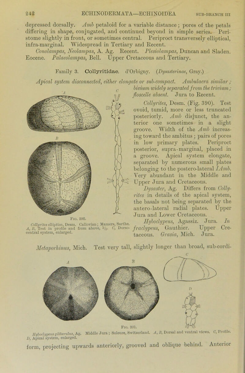 depressed dorsally. Amb petaloid for a variable distance; pores of the petals differing in shape, conjugated, and continued beyond in simple series. Peri- stome slightly in front, or sometimes central. Periproct transversely elliptical, infra-marginal. Widespread in Tertiary and Recent. Conolampas, Neolampas, A. Ag. Recent. Plesiolampas, Duncan and Sladen. Eocene. Palaeolampas, Bell. Upper Cretaceous and Tertiary. Family 3. Collyritidae. d’Orbigny. (Dysasterinae, Gray.) Apical System disconnedecl, either elongate or sub-compact. Ambulacra similar ; c bivium widely separated from the trivium ; y floscelle absent. Jura to Recent. Collyrites, Desm. (Fig. 390). Test ovoid, tumid, more or less truncated posteriorly. Amb disjunct, the an- terior one sometimes in a slight one sometimes in a groove. Width of the Amb increas- ing toward the ambitus ; pairs of pores in low primary plates. Periproct posterior, supra- marginal, placed in a groove. Apical svstem elongate, separated by numerous small plates belonging to the postero-lateral IAmb. Yery abundant in the Middle and Upper Jura and Cretaceous. Dysaster, Ag. Differs from Colly- rites in details of the apical System, the basals not being separated by the antero-lateral radial plates. Upper Jura and Lower Cretaceous. Hybodypeus, Agassiz. Jura. In Fxo. 390. Collyrites elliptica, Desm. Callovian; Marners, Sartlie. - - - „ A, ii, Test in profile and from abovo, l/l- c< Dorso- fraclypeUS, Gautllier. Upper Ul-e- central System, enlarged. - ~ taceous. Grasia, Mich. Jura. Metaporhinus, Mich. Test very tall, slightly longer than broad, sub-cordi- c Hybodypeus gibberulus, Ag. Middle Jura ; Soleure, Switzerland. A, B, Dorsal and ventral vicwx. C, Profile. D, Apical system, enlarged. form, projecting upwards anteriorly, grooved and oblique behind. Anterior