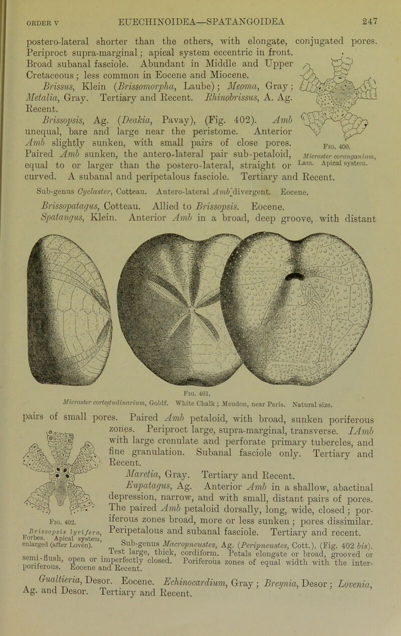 postero-lateral shorter than the others, with elongate, conjugated pores. Periproct supra-marginal; apical System eccentric in front. Broad subanal fasciole. Abundant in Middle and Upper Cretaceous; less common in Eocene and Miocene. Brissus, Klein (Brissomorpha, Laube); Meoma, Gray; Metalia, Gray. Tertiary and Eecent. Iihinobrissus, A. Ag. Eecent. Brissopsis, Ag. (Dealcia, Pavay), (Fig. 402). Amb unequal, bare and large near the peristome. Anterior Amb slightly sunken, with small pairs of close pores. Paired Amb sunken, the antero-lateral pair sub-petaloid, mcraster comnganium, equal to or larger than the postero-lateral, straight or Lam- AP'cal sJ'3tem- curved. A subanal and peripetalous fasciole. Tertiary and Eecent. Sub-genus öyclastcr, Cotteau. Antero-lateral Amb'divergent. Eocene. Brissopatagus, Cotteau. Allied to Brissopsis. Eocene. Spatangus, Klein. Anterior Amb in a broad, deep groove, with distant Fio. 401. Micraster cortestmlinarium, Goldf. White Chalk ; Meudon, near Paris. Natural size. pairs of small pores. Paired Amb petaloid, with broad, sunken poriferous zones. Periproct large, supra-marginal, transverse. IAmb with large crenulate and perforate primary tubercles, and fine granulation. Subanal fasciole only. Tertiary and Eecent. Maretia, Gray. Tertiary and Eecent. Bupatagus, Ag. Anterior Amb in a shallow, abactinal depression, narrow, and with small, distant pairs of pores. The paired Amb petaloid dorsally, long, wide, closed; por- iferous zones broad, more or less sunken; pores dissimilar. Brissopsis lyrifera, Poripetalous and subanal fasciole. Tertiary and recent. Forbes. Apical System, c, , ,, J enlarged (alter Loven). öUD-genus Macropncustes, Ag. (Pcripneustes, Cott.), (Fig. 402 Ms). ,, , . large, tliick, cordiform. Petals elongate or broad, grooved or • i~ us ’’ 'S1611 or miperfectly closed. Poriferous zones of equal width with the inter- porilerous. Eocene and Recent. Fio. 402. Ag Gualtiena, Desor. Eocene. Echinocardium, Gray ; Breynia, Desor : Lovenia . and Desor. Tertiary and Eecent.