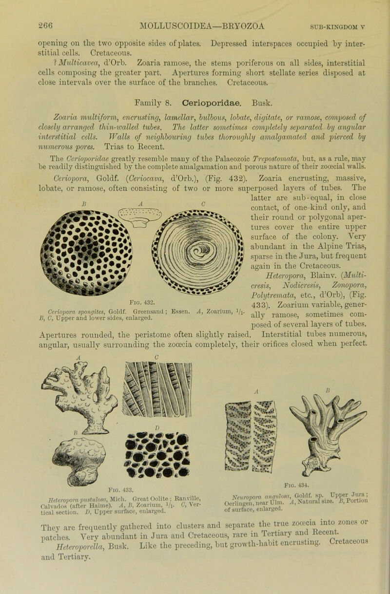 opening on tlie two opposite sides ofplates. Depressed interspaces occupied by inter- stitial cells. Cretaceous. ? Multicavea, d’Orb. Zoaria ramose, tlie stems poriferous on all sides, interstitial cells coniposing tlie greater part. Apertures forming sliort stellate series disposed at close intervals over tlie surface of tlie branclies. Cretaceous. Family 8. Cerioporidae. Busk. Zoaria multiform, encrusting, lamellar, bulbous, lobate, digitale, or ramose, composed of closely arranged thin-walled tubes. The latter sometimes completely separated by angular interstitial cells. Walls of neighbouring tubes thoroughly amalgamated and pierced by numerous pores. Trias to Kecent. The Cerioporidae greatly resemble many of tlie Palaeozoic Trcpostomata, but, as a rule, may be readily distinguished by the complete amalgamation and porous nature of their zooecial walls. Ceriopora, Goldf. (Ceriocava, d’Orb.), (Fig. 432). Zoaria encrusting, massive, lobate, or ramose, often consisting of two or more superposed layers of tubes. Tlie latter are sub-equal, in close contact, of one kind only, and their round or polygonal aper- tures cover the entire upper surface of the colony. Very abundant in the Alpine Trias, sparse in the Jura, but frequent again in the Cretaceous. Heteropora, Blainv. (Multi- cresis, Kodier csis, Zonopora, Polytremata, etc., d’Orb), (Fig. 433). Zoarium variable, gener- ally ramose, sometimes com- posed of several layers of tubes. Apertures rouiuled, the peristome often slightly raised. Interstitial tubes numerous, angular, usuallv surrounding the zocecia completely, their orifices closed wlien perfect. Fig. 432. Ceriopora spongites, Goldf. Greensand B, C, Upper and lower sides, enlarged. Essen. A, Zoarium, i/j. Fio. 433. Heteropora pustulosa, Mich. Great Oolite; Ranville, Calvados (after Hahne). A, IS, Zoarium, tyj. C, Ver- tical section. D, Upper surface, enlarged. Fio. 434. Neuropom angulosa, Goldf. sp Oerlingen, near Ulm. A, Natural of surface, enlarged. i. Upper Jura; size. JS, Fortion Thev are frequently gathered into clusters and separate the true zocecia mto zones or patches. Yery abundant in Jura and Cretaceous, rare in Tertiary and Recent. Heteroporella, Busk. Like the preceding, but growth-habit encrusting. re aceous and Tertiary.