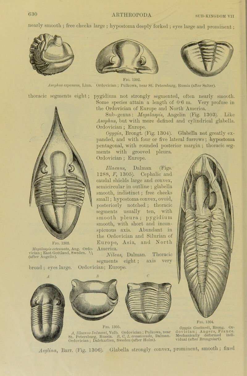 nearly smootli; free clieeks large ; liypostonia deeply forked ; eyes large and prominent; Fio. 1302. Asaphus expansus, Liun. Ordovician; Pulkowa, near St. Petersburg, Russia (after Salter). thoracic Segments eight; pygidium not strongly segmented, often nearly sinooth. Some species attain a lengtli of 0'6 m. Yery profuse in the Ordovician of Europe and North America. Sub-genus: Megalaspis, Angelin (Fig. 1303). Like Asaphus, but witli more defined and cylindrical glabella. Ordovician; Europe. Ogygia, Brongt. (Fig. 1304). Glabella not greatly ex- panded, and witli four or five lateral furrows; hypostoma pentagonal, witli rounded posterior niargin ; thoracic Seg- ments witli grooved pleura. Ordovician; Europe. Illaenus, Dalman (Figs. 1288, F, 1305). Cephalic and caudal shields large and convex, semicircular in outline ; glabella smootli, indistinct; free clieeks small; hypostoma convex, ovoid, posteriorly notched; thoracic seginents usually teil, witli smootli pleura ; pygidium smootli, witli short and incon- spieuous axis. Abundant in the Ordovician and Silurian of Europe, Asia, and North America. Nileiis, Dalman. Thoracic segments eight; axis very broad ; eyes large. Ordovician; Europe. Fig. 1303. Megalaspis extenuata, Ang. Ordo- vician ; East Gottland, Sweden. ]/i (alter Angelin). Fio. 1305. A, lllacn ns Dalmani, Volb. Ordovician ; Pulkowa, near st. Petersburg, Russin. II, C, I. crasslcauda, Dalman. Ordovician ; Dalekarlien, Sweden (aftcr Holm). Fio. 1304. Ogygia Gueltardi, Brong. Or- dovician; Angers, France. Meclianically deformed indi- vidual (after Brongniart). Aeglina, Barr. (Fig. 1306). Glabella strongly convex, prominent, smootli; fixed