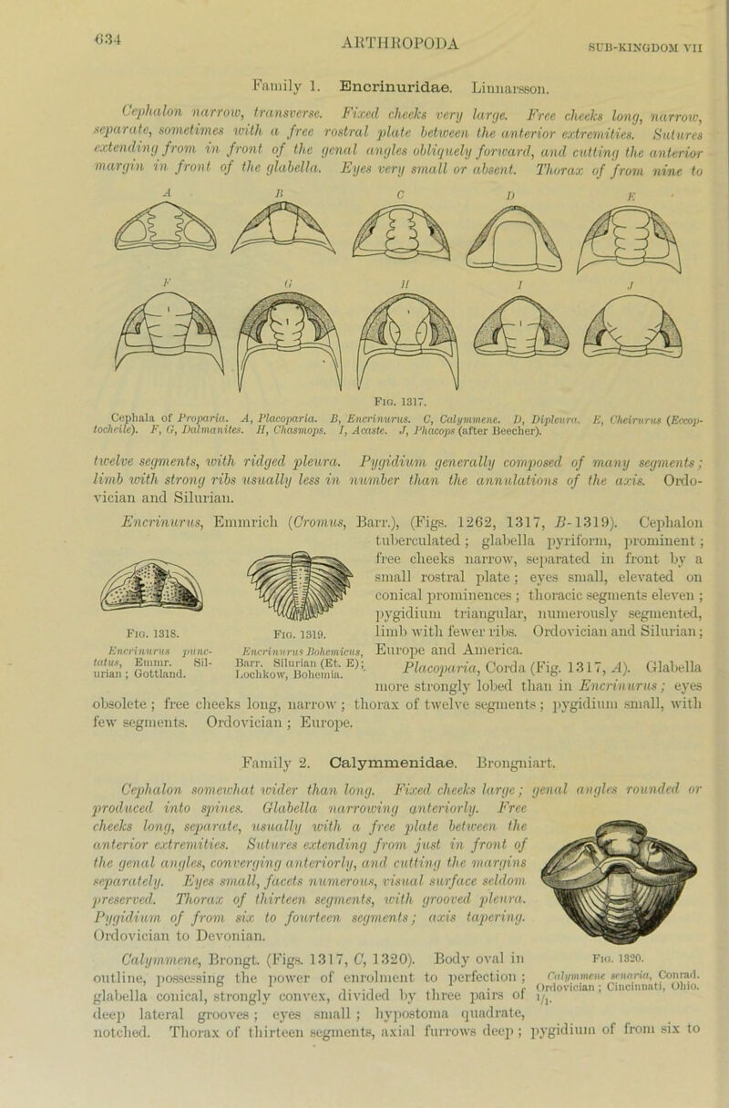 «34 SDB-KINGDOM VII Family 1. Encrinuridae. Linnarsson. Gephalon narrow, transverse. Fixed cheeks very large. Free clieelcs long, narrow, separate, sometimes vnth a free rostral platc between the anterior extremities. Sutures extending from in front of the genal angles obliquely forward, and cutting the anterior mar gm in front of the glabella. Eyes very small or absent. Thorax of from nine to ab CD E Cepliala of Proparia. A, Placoparia. B, Encrinurus. C, Calymmene. D, Dipleum. E, Cheimrus (ßccop- toclieile). F, G, Dalvianites. //, Chcismops. 7, Acastc. «7, Fhacops (after Beecher). twelve Segments, with ridged pleura. Pygidium generally composcd of many Segments; limb with strong ribs usually less in number than the annulations of the axis. Ordo- vieian and Silurian. Encrinurus, Emmrich (Gromus, Barr.), (Figs. 1262, 1317, B-1319). Ceplialon tuberculated ; glabella pyrifonn, prominent; free cheeks narrow, separated in front by a small rostral plate; eyes small, elevated on conical prominences ; thoracic Segments eleven ; pygidium triangulär, numerously segmented, limb with fewer ribs. Ordovician and Silurian; t, Europe and America. Placoparia, Gorda (Fig. 1317, A). Glabella more strongly lobed than in Encrinurus; eyes obsolete ; free cheeks long, narrow ; thorax of twelve Segments ; pygidium small, with few segments. Ordovician ; Europe. Fig. 1318. Encrinurus punc- tatus, Eimur. Sil- urian ; Gottland. Fig. 1319. Encrin u rus Bohcmii Bane Silurian (Et. Eochkow, Bohomia. Family 2. Calymmenidae. Brongniart. Cephalon somewhat wider than long. Fixed cheeks large; genal angles rounded or produced into spines. Glabella narrowing anterior ly. Free cheeks long, separate, usually with a free plate betiveen the anterior extremities. Sutures extending from just in front of the genal angles, converging anteriorly, and cutting the margins separately. Eyes small, faccts numerous, visual surface seldom preserved. Thorax of thirteen segments, with grooved pleura. Pygidium of from six to fourtecn segments; axis tapering. Ordovician to Devonian. Calymmene, Brongt. (Figs. 1317, C, 1320). Body oval in Fio. 1320. outline, poasessing the power of enrolment to pcrfection ; Cidymmeiu srnaria, Conrad. , , 1 . , ° , 1 . c Ordovician; Cincinnati, Oliio. glabella conical, strongly convex, divided by three pairs or 1^ deep lateral grooves; eyes small; hypostoma quadrate, notched. Thorax of thirteen segments, axial furrows deep; pygidium of from six to