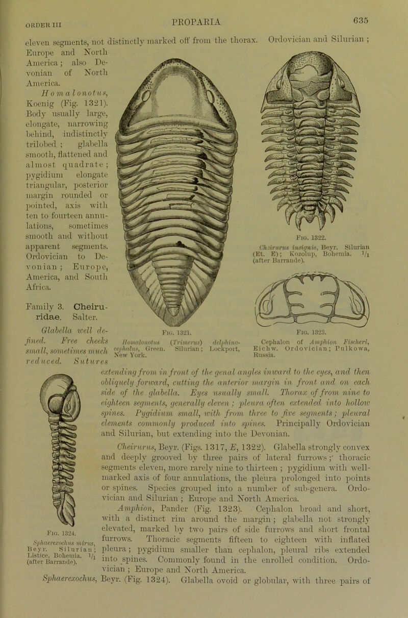 eleven segments, not distinctly inarked oft from the thorax. Europe and North America; also De- vonian of North America. JK&M H omalonotus, myW .|| Koenig (Fig. 1321). Pod\ usually In:-. Äjp elongate, narrowing H \ ’) Miiiid, imli>t im-i l\ ^ trilobed ; glahella smootli, fiattened and almost Quadrate; pygidium elongate ...fi triangulär, posterior margin rounded or :_f.’N\ pointed, axis with ten to fourteen annu- — -= lations, sometimes smootli and withoiit apparent segments. Ordovician to De- vonian; Europe, America, and Soutli Africa. Oidovician and Silurian Kio. 1822. i ’inirurus iiisignis, Beyr. Silurian (Et. E); Kozolup, Boliemia. ’/i (alter Barramie). Family 3. Cheiru- ridae. Salter. IloiMllOHOtllS cephahts, Green. New York. (Trimerus) Silurian; <leljihino- Lockport, Ceplialon of Amphion Fischen, Eiclnv. Ordovician; Pulkowa, Russia. Glabella well de- fio. i321. Fio. 1323. fined. Free clieeks small, sometimes milch red ii.eed. Sutures extendiny from in front of the genal angles inward to the eyes, and then obliquely forward, cutting the anterior margin in front and on each side of the glabella. Eyes usually small. Thorax of from nine to eighteen segments, generally eleven ; pleura offen extended into hollow spines. Pygidium small, with f rom tliree to five segments; pleural clements commonly produced into spines. Principally Ordovician and Silurian, but extendinar into the Devoniail. Glabella strongly convex Cheirurus, Beyr. (Figs. 1317, E, 1322). and deeply grooved by three pairs of lateral furrowsthoracic segments eleven, more rarely nine to thirteen ; pygidium with well- marked axis of four annulations, the pleura prolonged into jioints or spines. Species grouped into a number of sub-genera. Orclo- vician and Silurian ; Europe and North America. Amphion, Pander (Fig. 1323). Ceplialon broad and short, with a distinct rim around the margin ; glabella not strongly elevated, marked by two pairs of side furrows and short frontal furrows. Thoracic segments fifteen to eighteen with inflated pleura; pygidium smaller thaii ceplialon, pleural ribs extended into spines. Commonly found in the enrolled condition. Ordo- vician ; Europe and North America. Sphaerexochus, Beyr. (Fig. 1324). Glabella ovoid or globular, with three pairs of Fio. 1324. Sphaerexnchns mirus, Beyr. Silurian; Eistice, Boliemia. i/j (after Barramie).