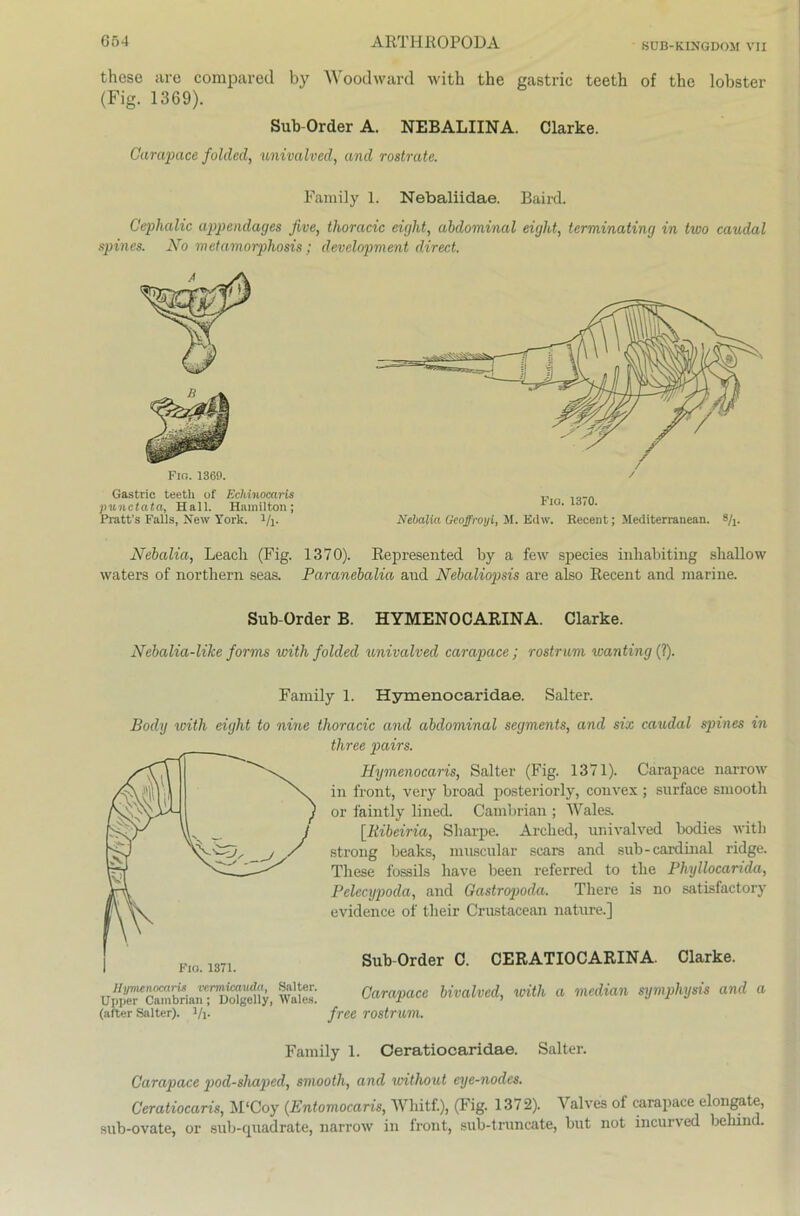 SUB-KINGDOM VII these are compared by W oodward with the gasti’ic teeth of the lobster (Fig. 1369). Sub-Order A. NEBALIINA. Clarke. Carapace folded, univalved, and rostrate. Family 1. Nebaliidae. Baird. Cephalic appendages Jive, thoracic eiglit, abdominal eight, terminating in two caudal spines. No metamorphosis ; development direct. Fm. 1360. Gastric teetli of Echinocaris punctata, Hall. Hamilton; Pratt’s Falls, New York. l/l- Nebalia, Leacli (Fig. 1370). Represented by a few species inhabiting sliaUow waters of nortliern seas. Paranebalia and Nebaliopsis are also Recent and marine. Sub-Order B. HYMENOCARINA. Clarke. Nebalia-like forms with folded univalved carapace ; rostrum wanting (?). Family 1. Hymenocaridae. Salter. Body with eight to nine thoracic and abdominal segments, and six caudal spines in three pairs. Hymenocaris, Salter (Fig. 1371). Carapace narrow in front, very broad posteriorly, convex ; surface smooth or faintly lined. Cambrian ; Wales. [Iiibeiria, Sharpe. Arched, univalved bodies with strong beaks, muscular scars and sub-Cardinal ridge. These fossils have been referred to the Phyllocarida, Pelecypoda, and Gastropod.a. There is no satisfactory evidence of their Crustacean nature.] Sub-Order C. CERATIOCARINA. Clarke. V]!pe^'^ir^ianef^^e\\y, Wales! Carapace bivalved, with a median symphyds and a (after Salter). i/j. free rostrum. Family 1. Ceratiocaridae. Salter. Carapace pod-shaped, smooth, and witliout eye-nodes. Ceratiocaris, M‘Coy (Entomocaris, Wliitf.), (Fig. 1372). Valves of carapace elongate, sub-ovate, or sub-quadrate, narrow in front, sub-truncate, but not incurved behind. Nebalia Geoffroyi, M. Edw. Recent; Mediterranean. 8/j.